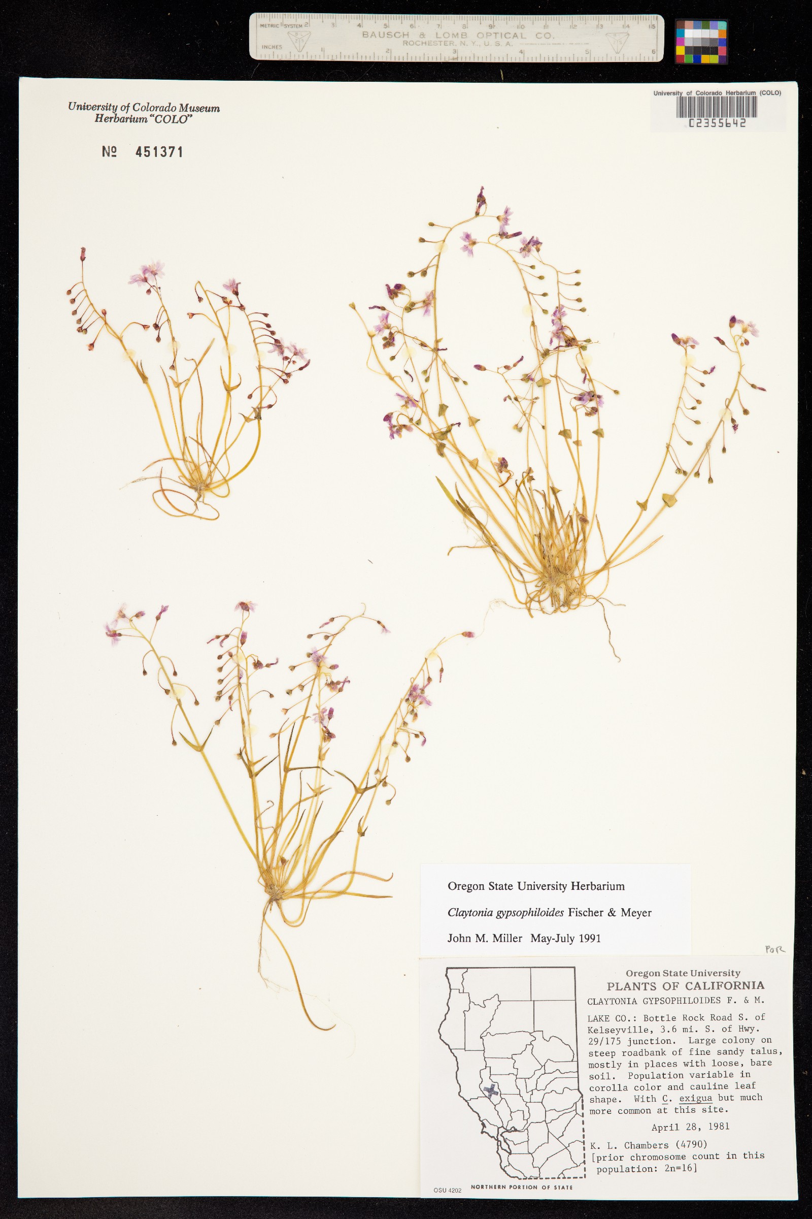 Claytonia gypsophiloides image