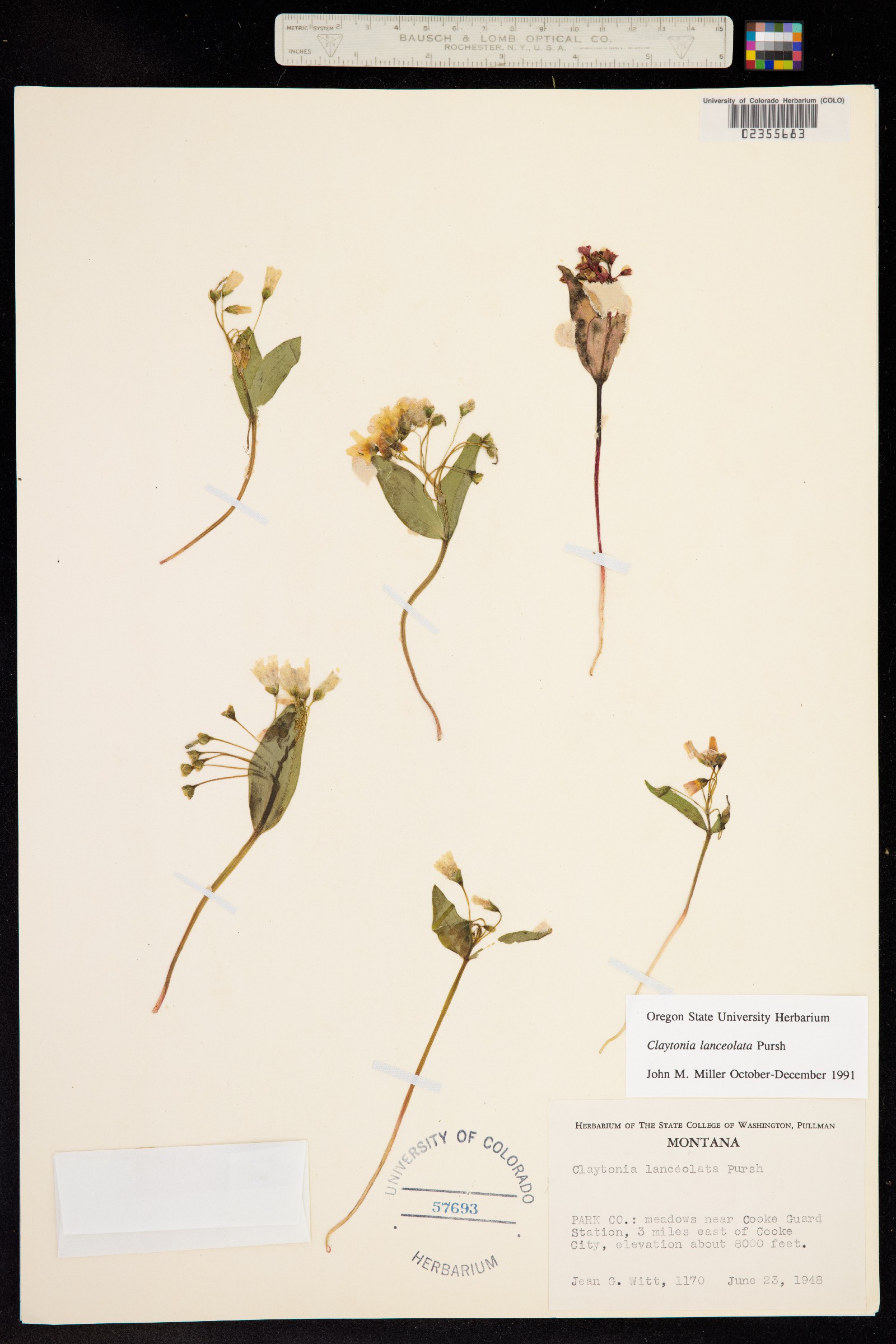 Claytonia lanceolata image
