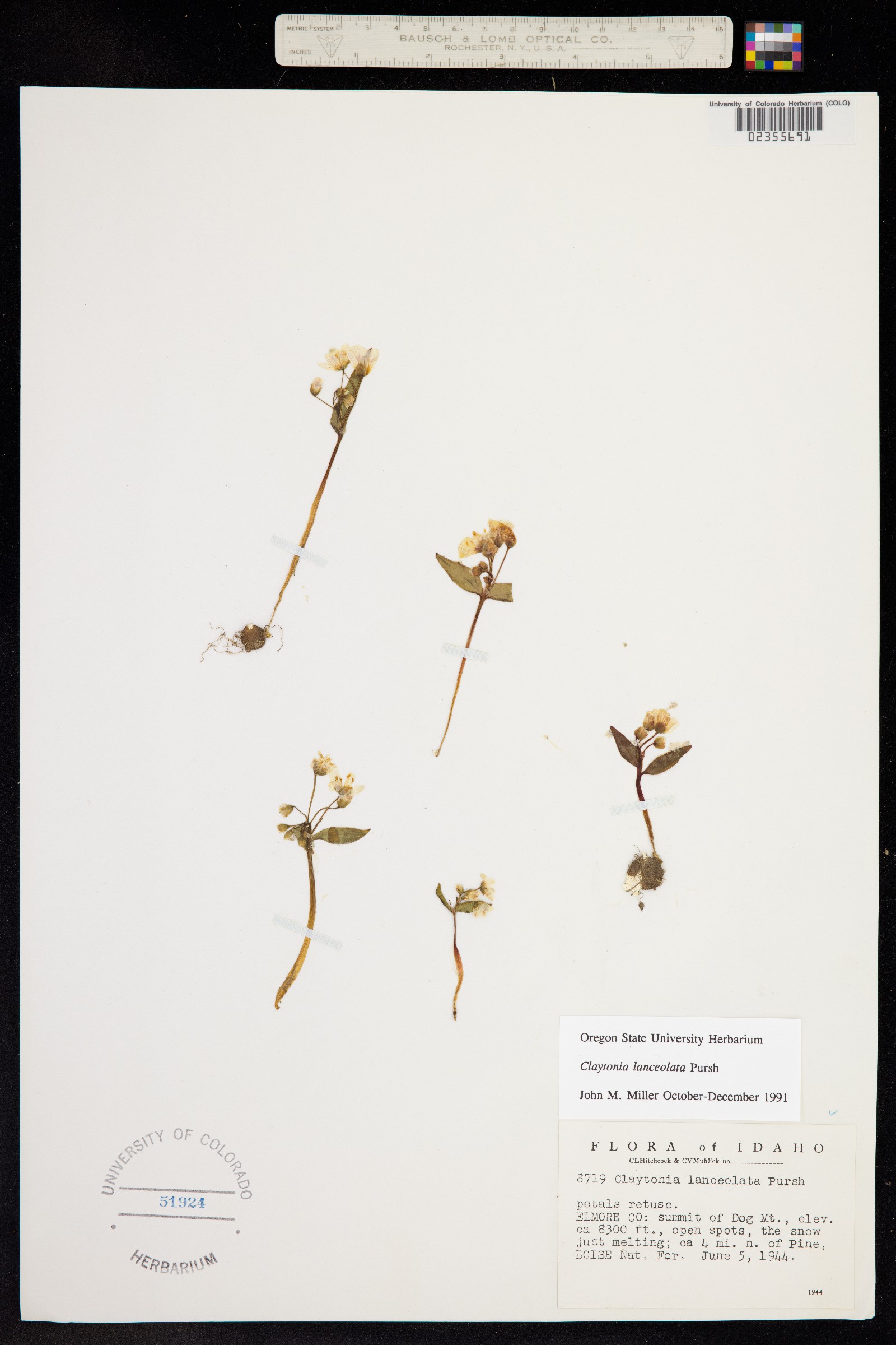Claytonia lanceolata image