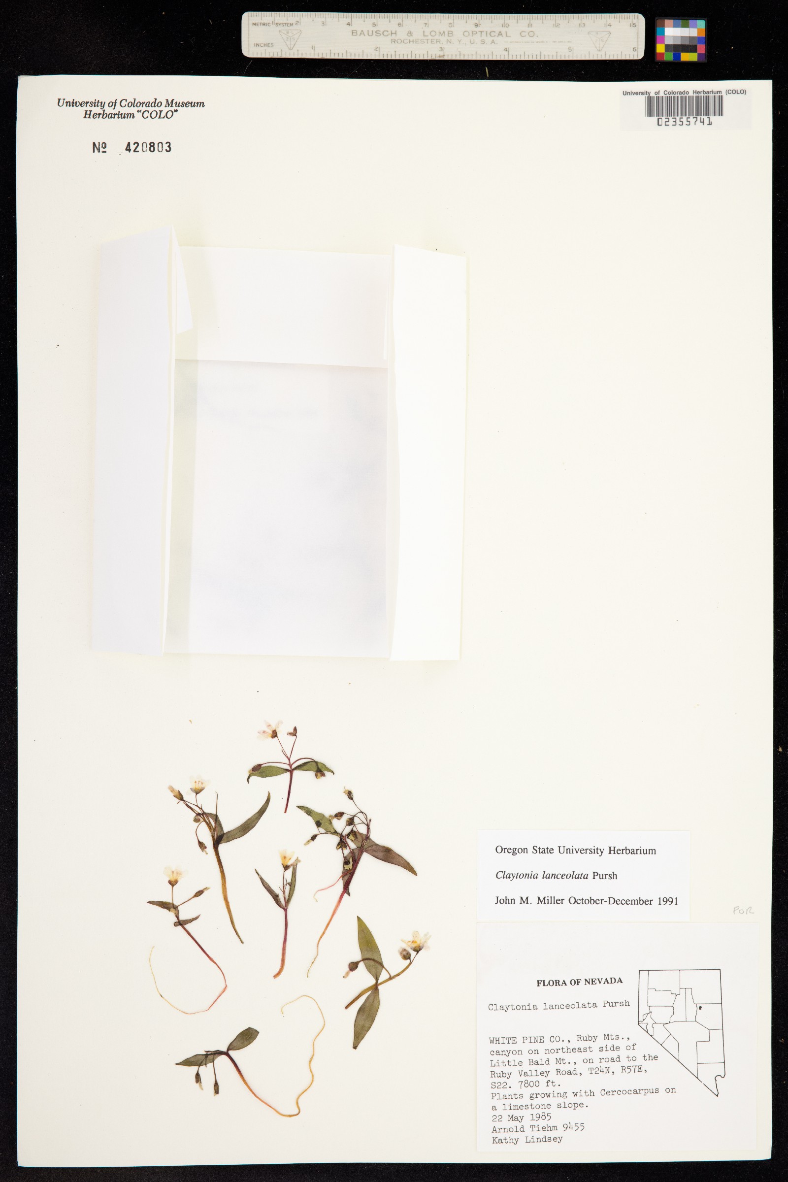 Claytonia lanceolata image