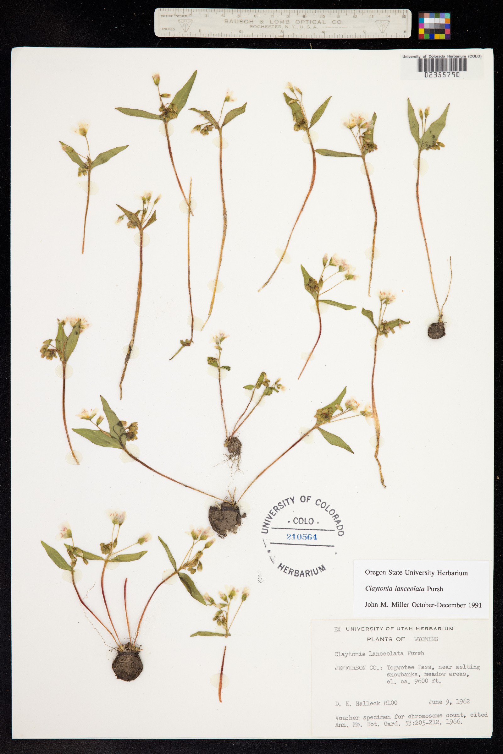 Claytonia lanceolata image
