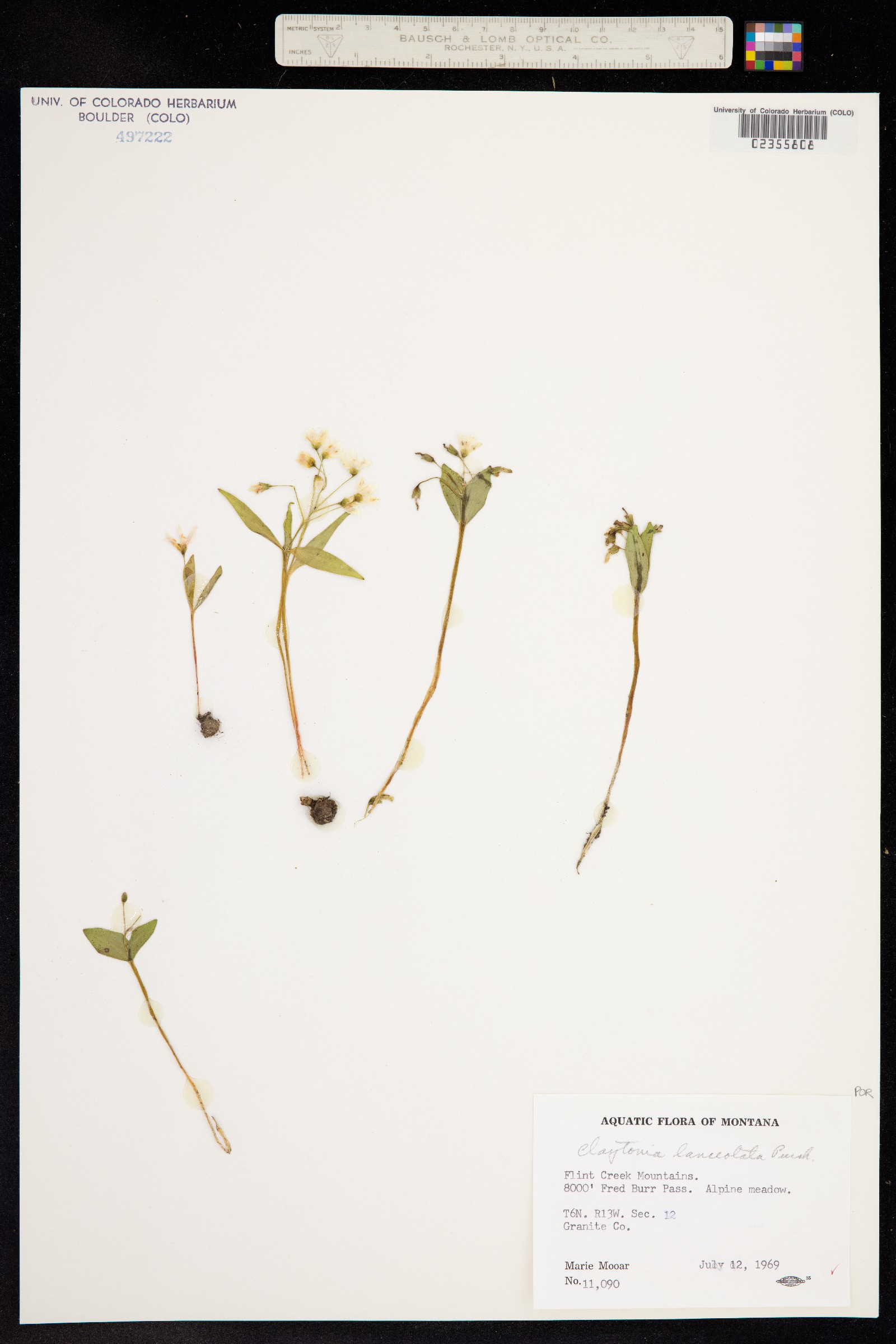 Claytonia lanceolata image