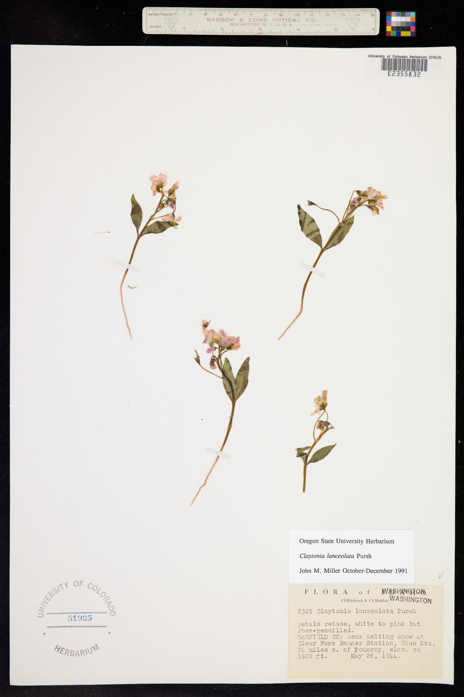 Claytonia lanceolata image