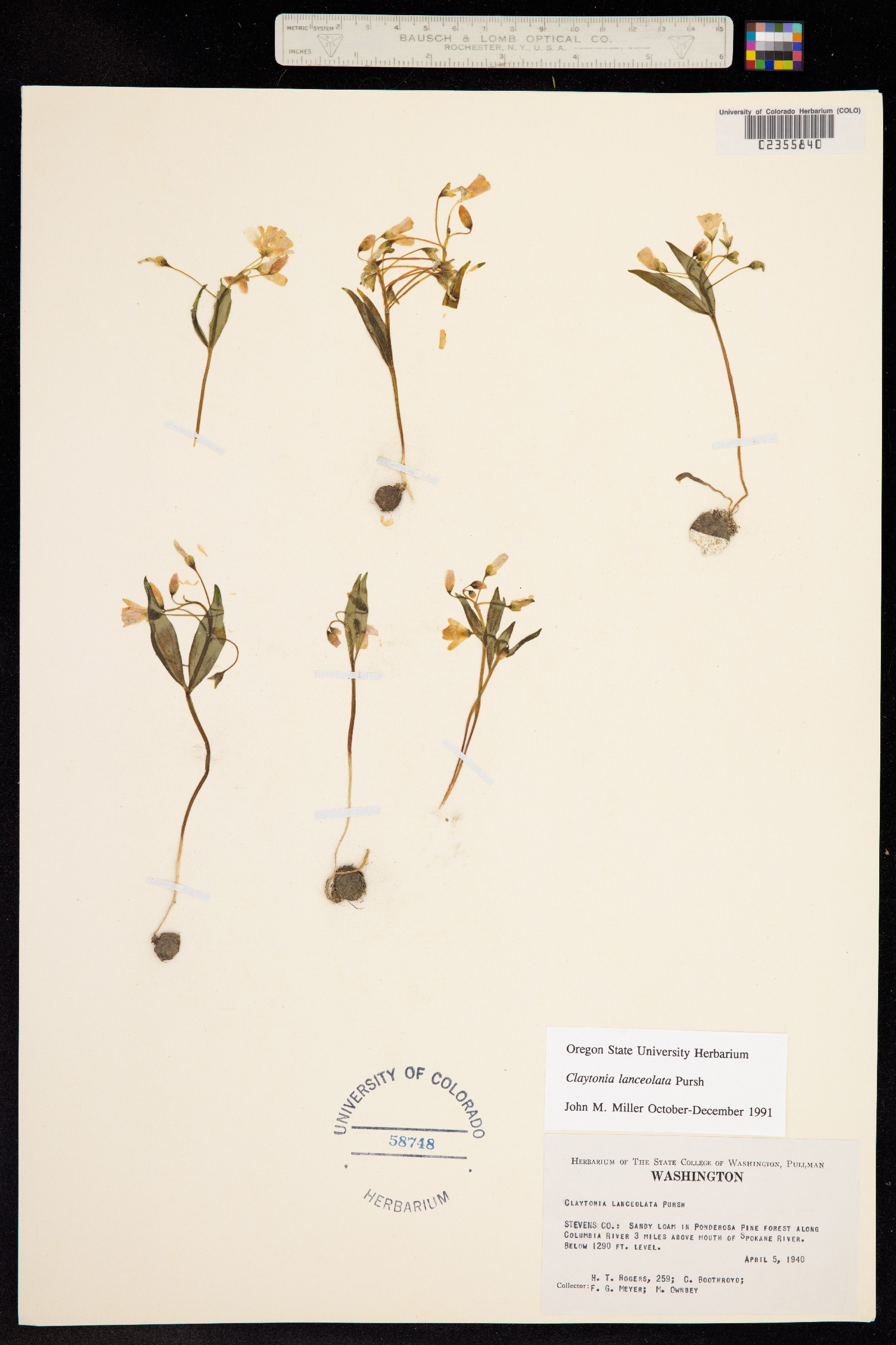 Claytonia lanceolata image