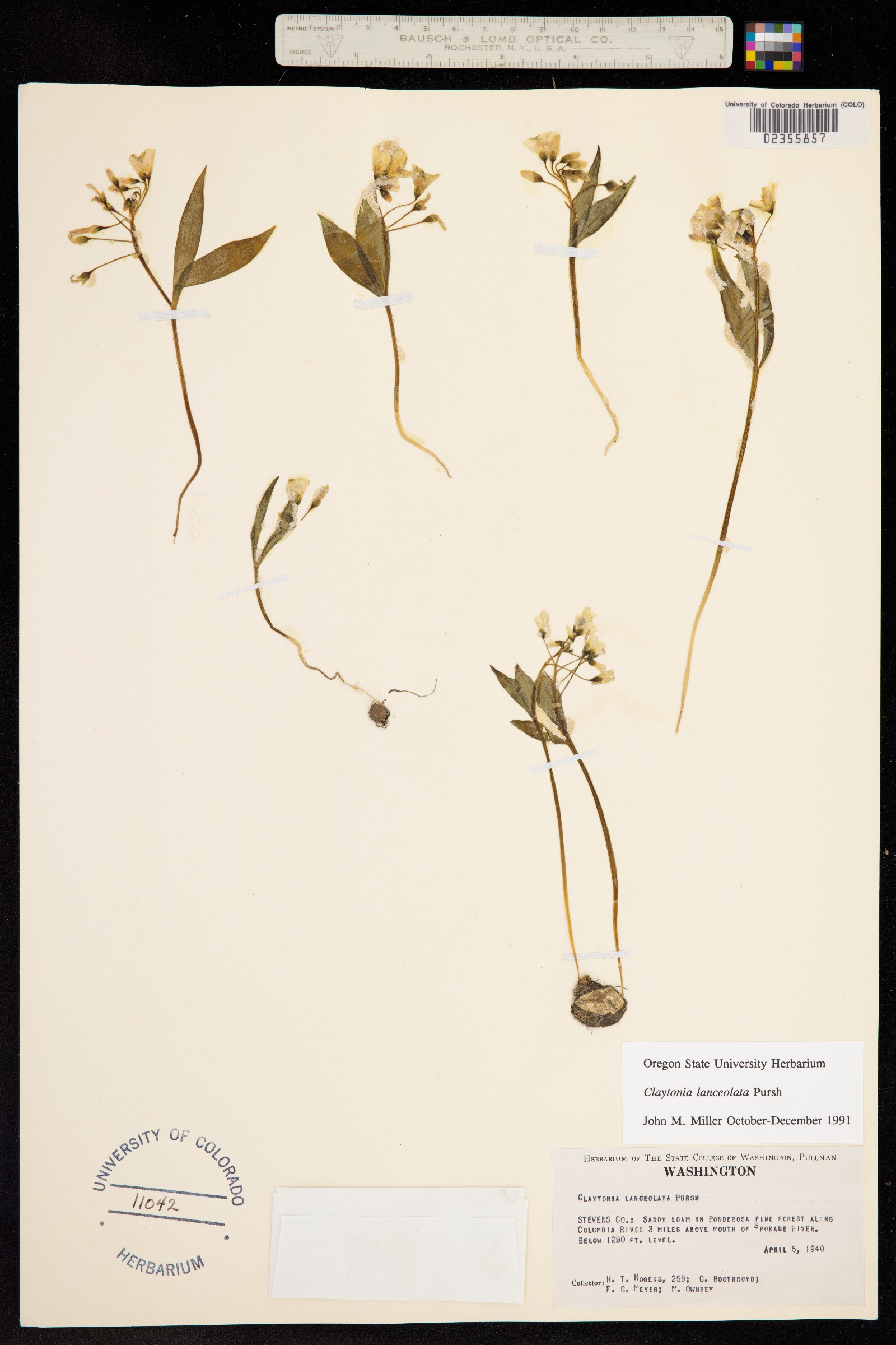 Portulacaceae image