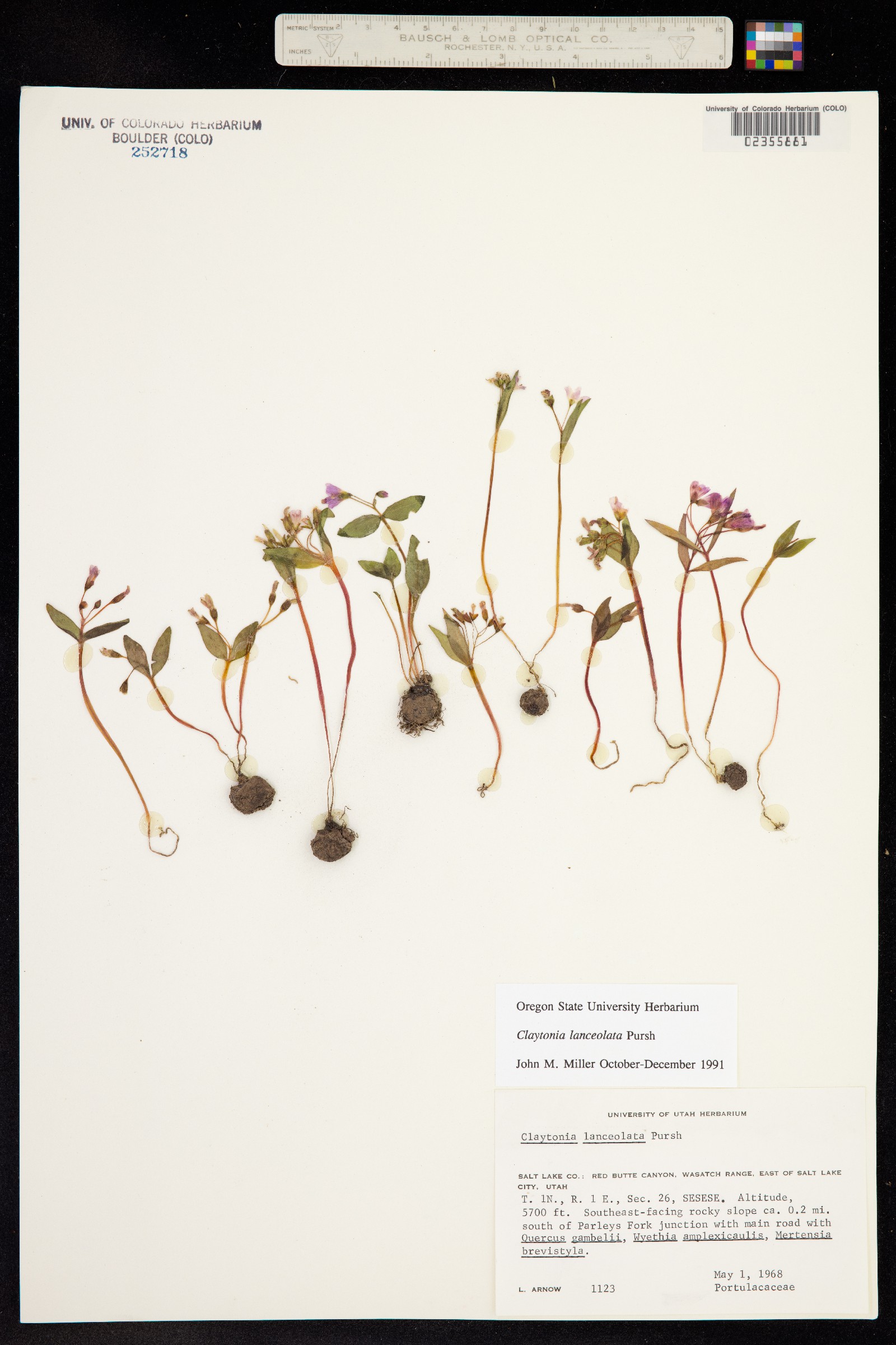 Claytonia lanceolata image