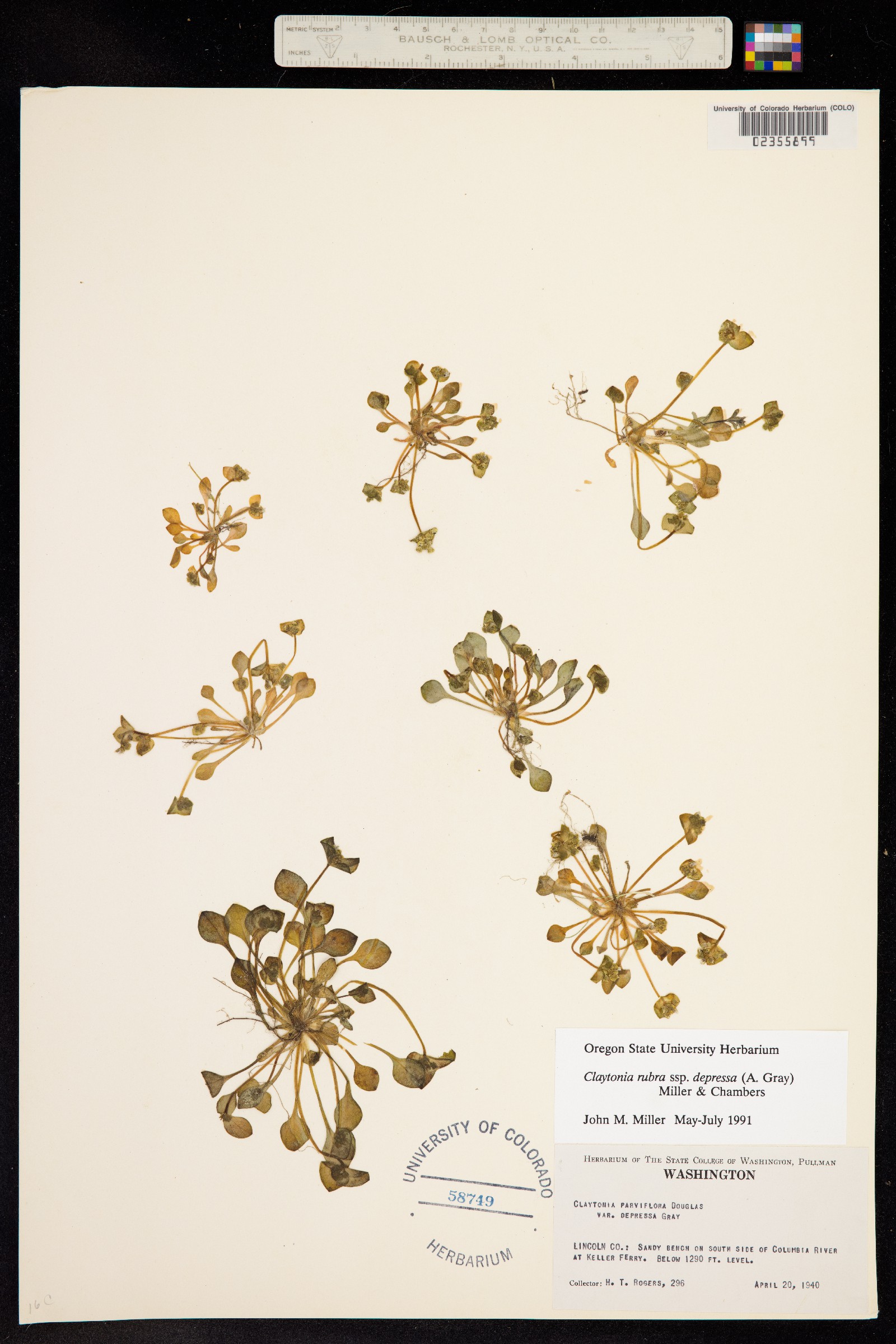 Claytonia rubra image