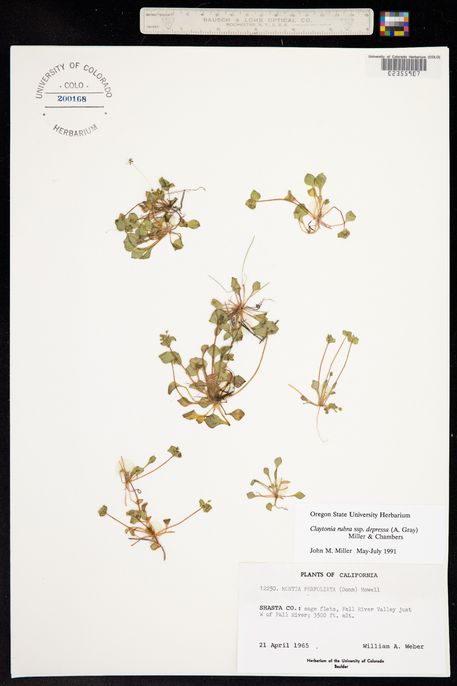 Claytonia rubra image