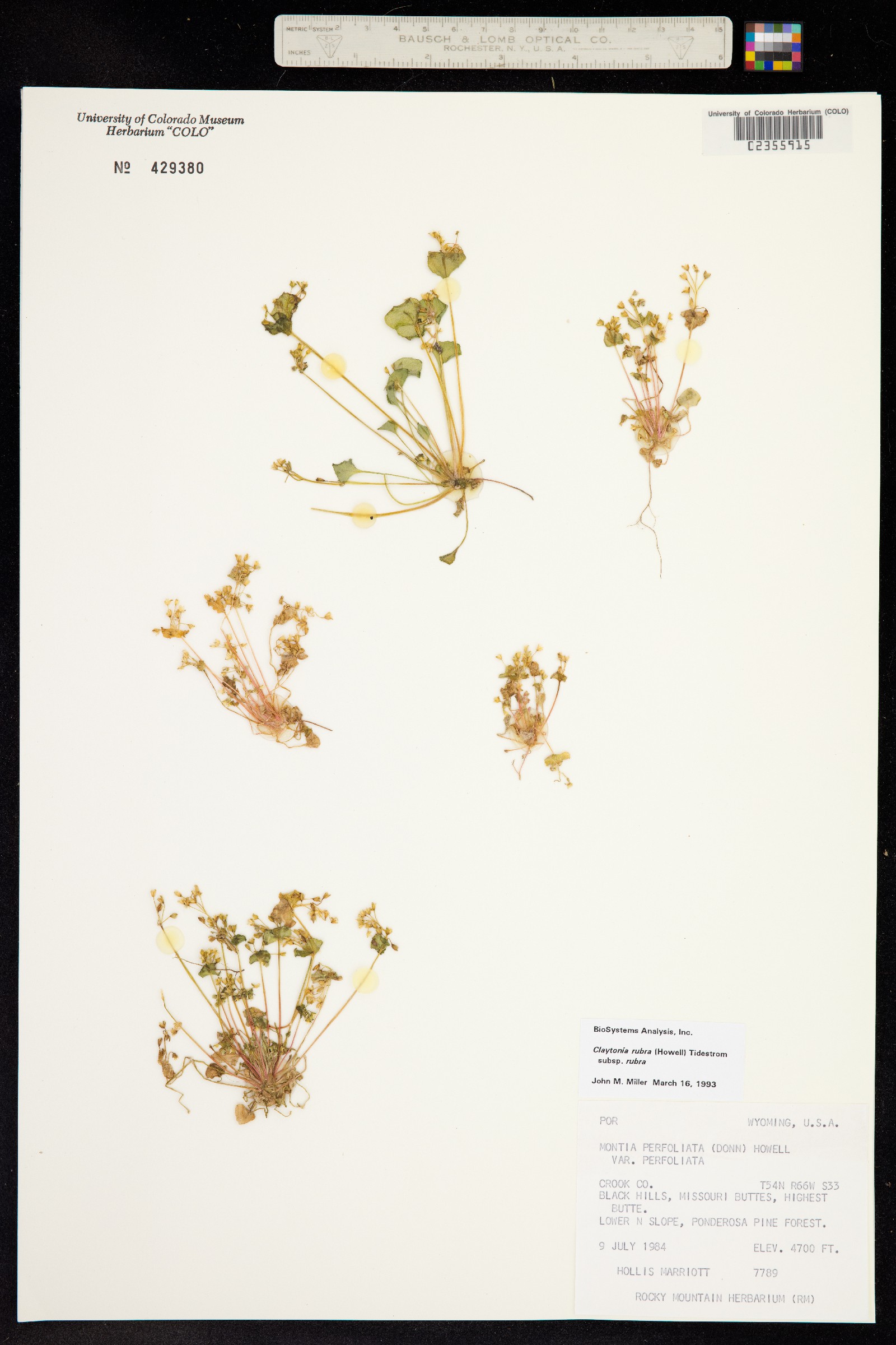 Claytonia rubra image