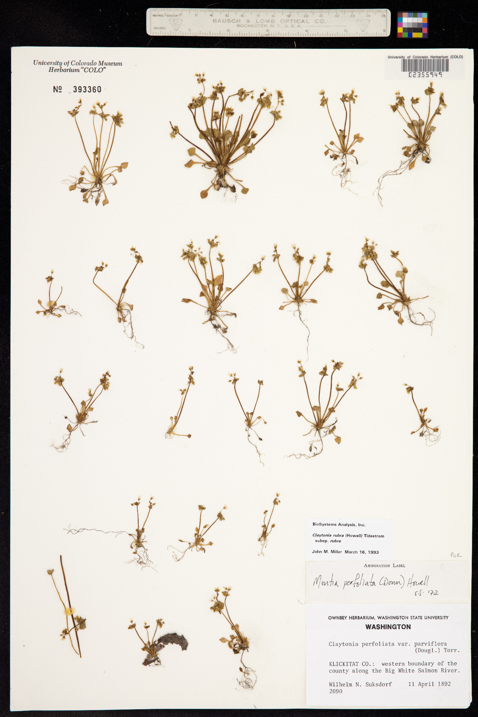 Claytonia rubra image