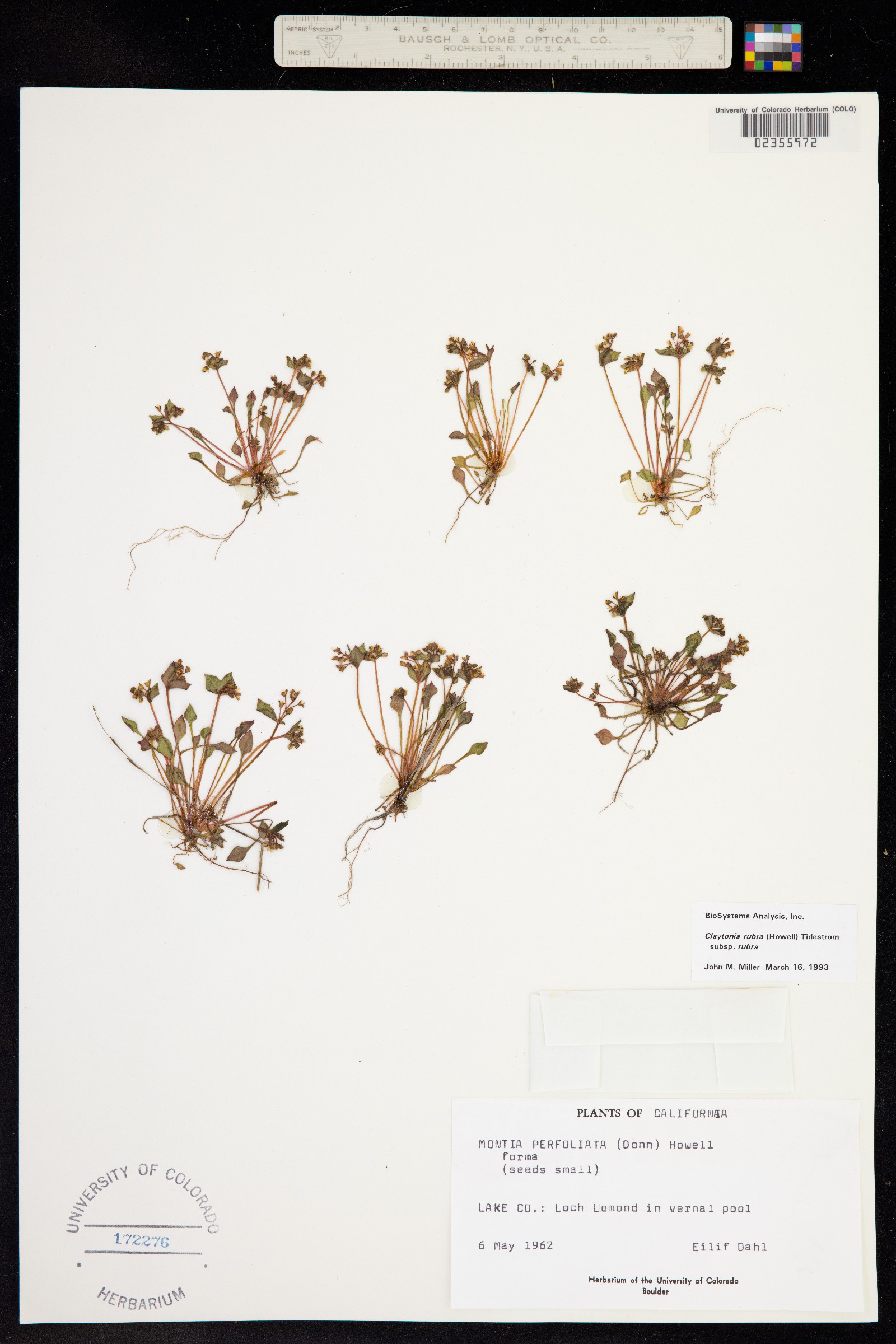 Claytonia rubra image