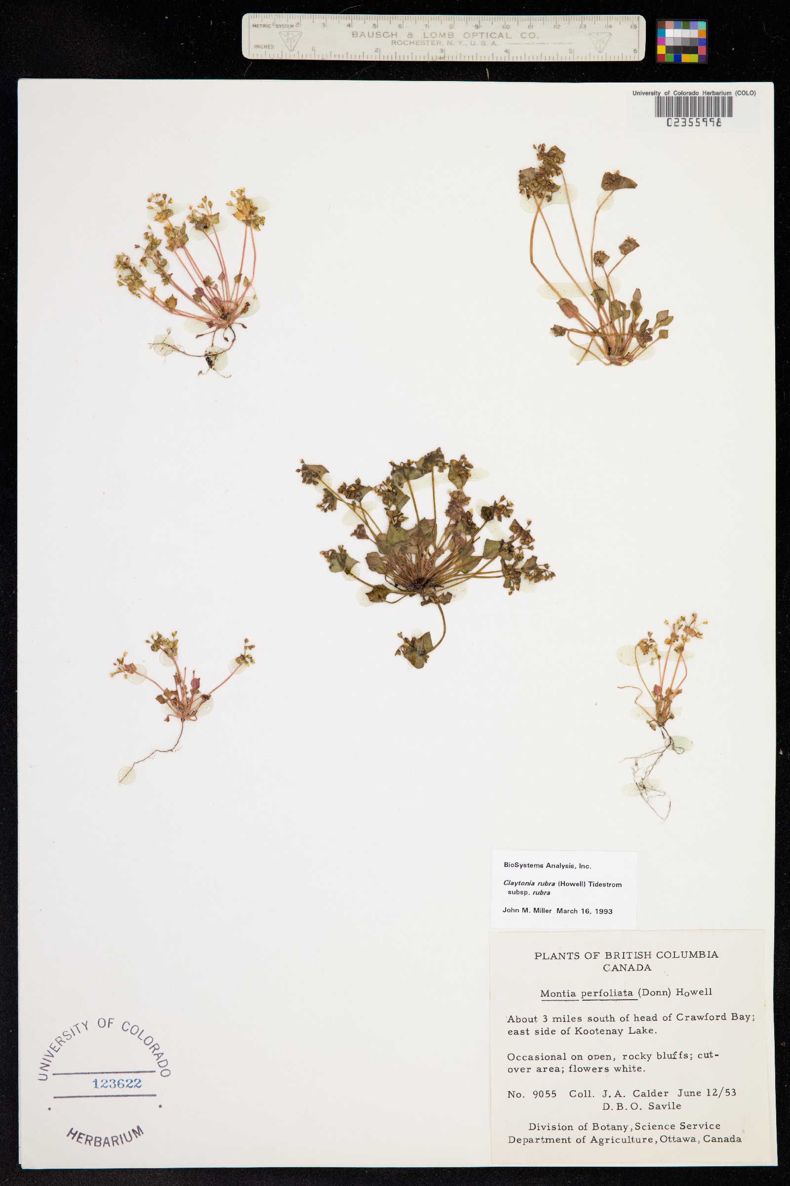 Claytonia rubra image