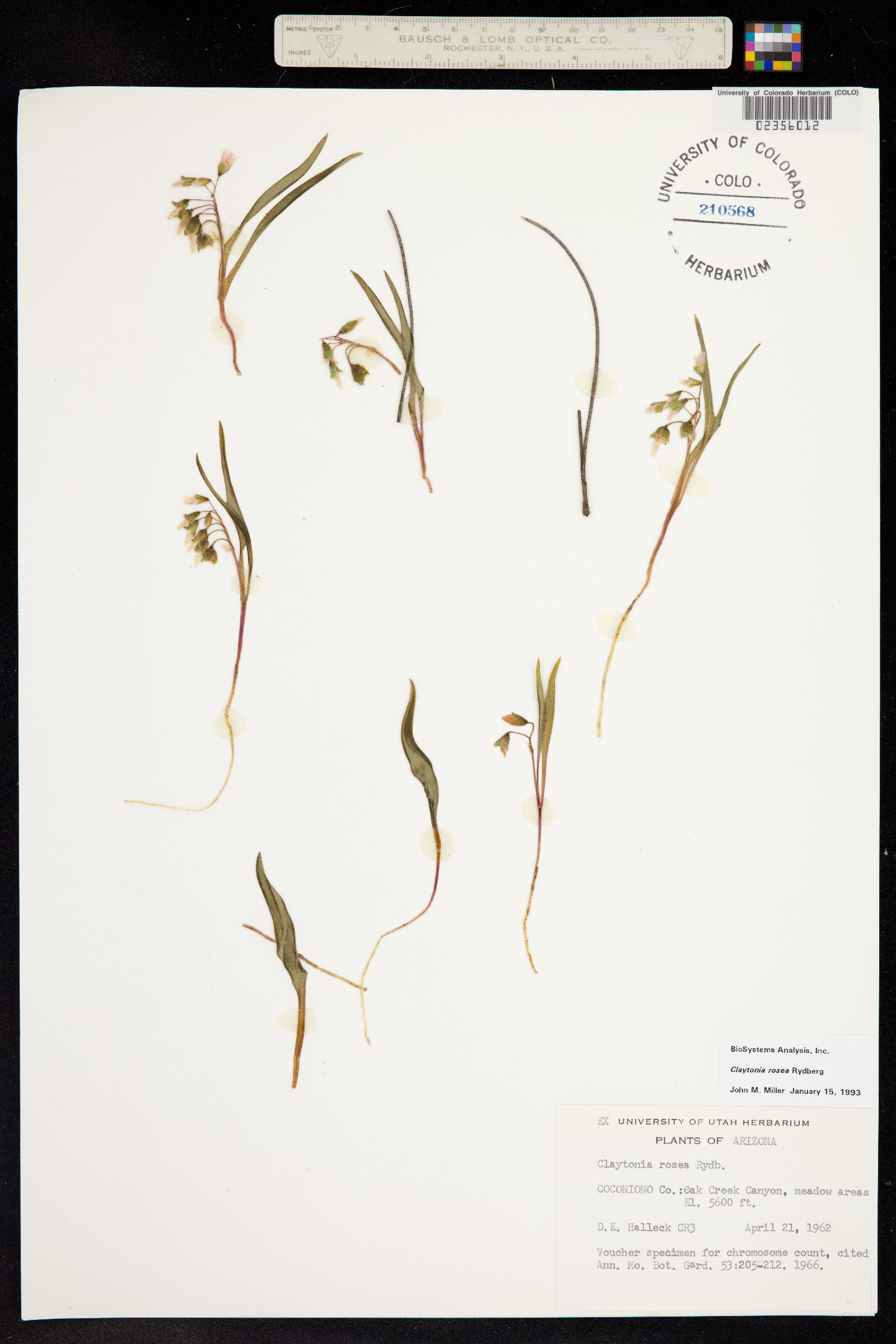 Claytonia rosea image