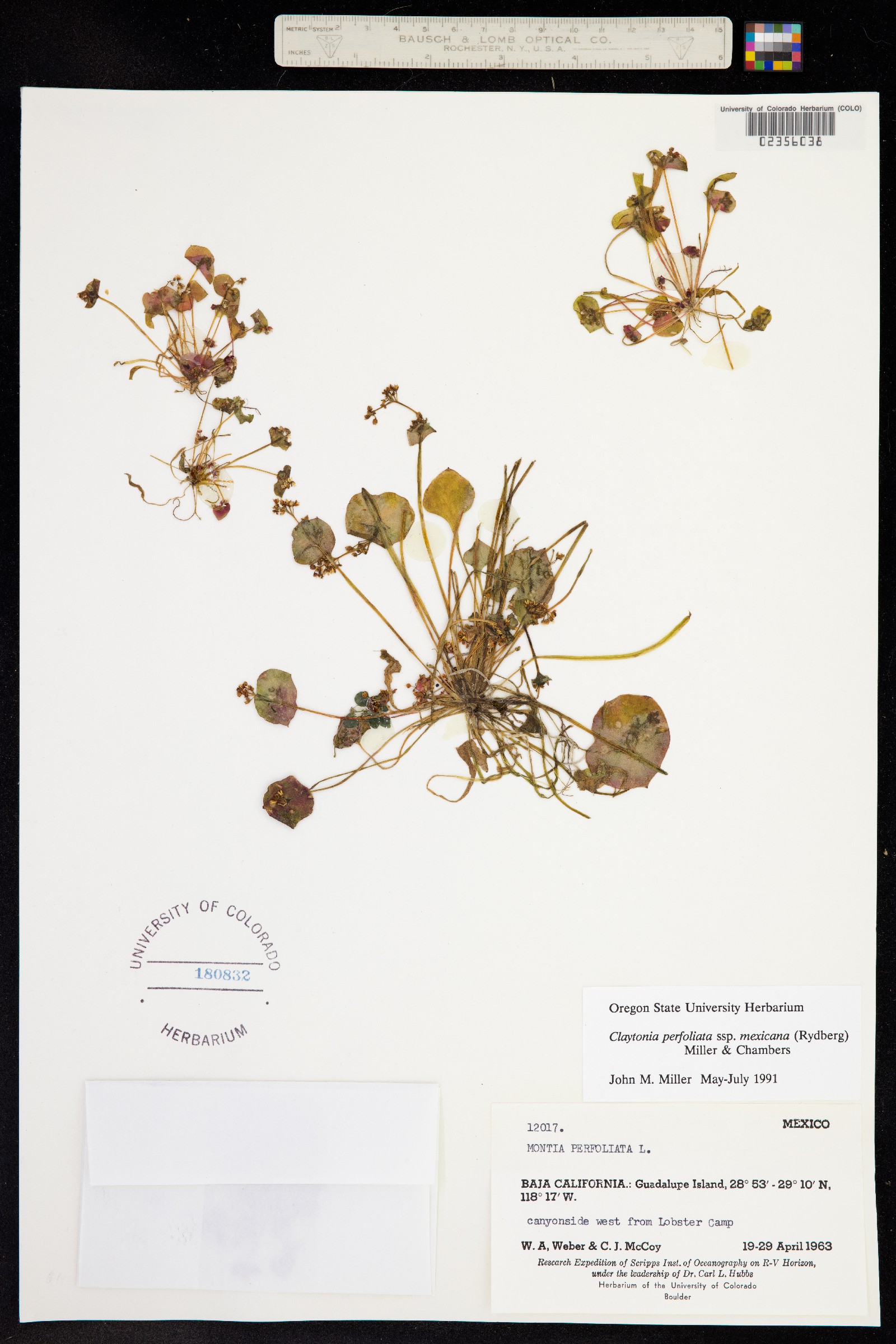 Claytonia perfoliata image