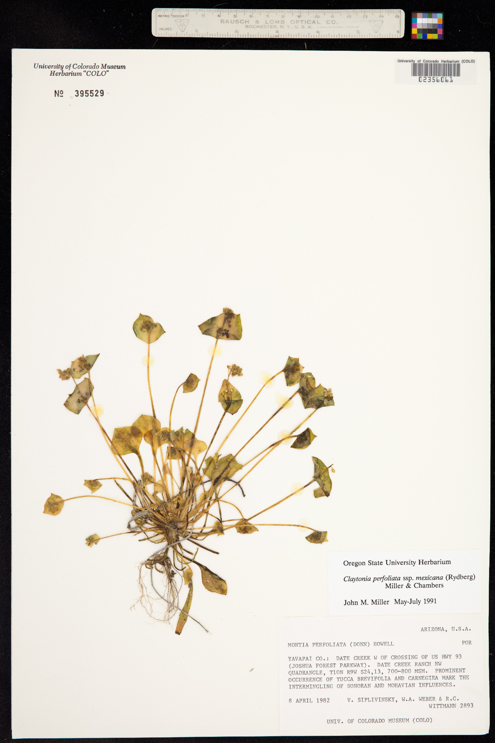 Claytonia perfoliata image