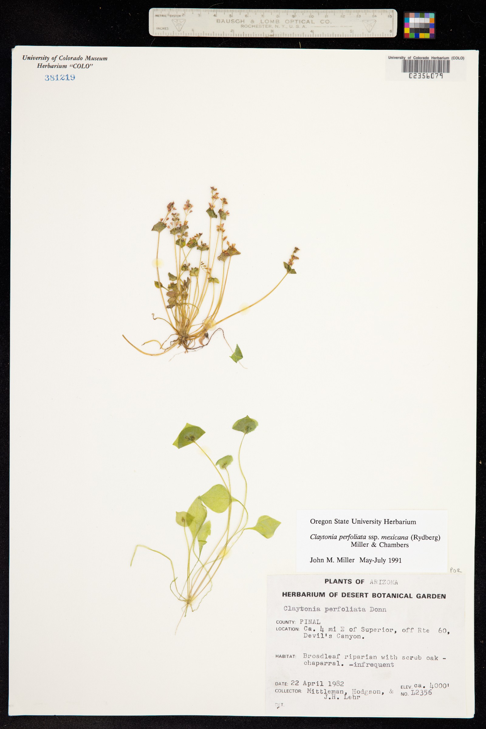 Claytonia perfoliata ssp. mexicana image