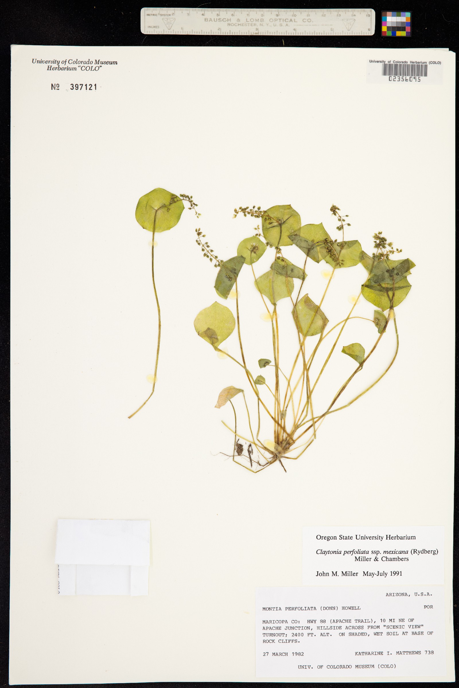 Claytonia perfoliata image