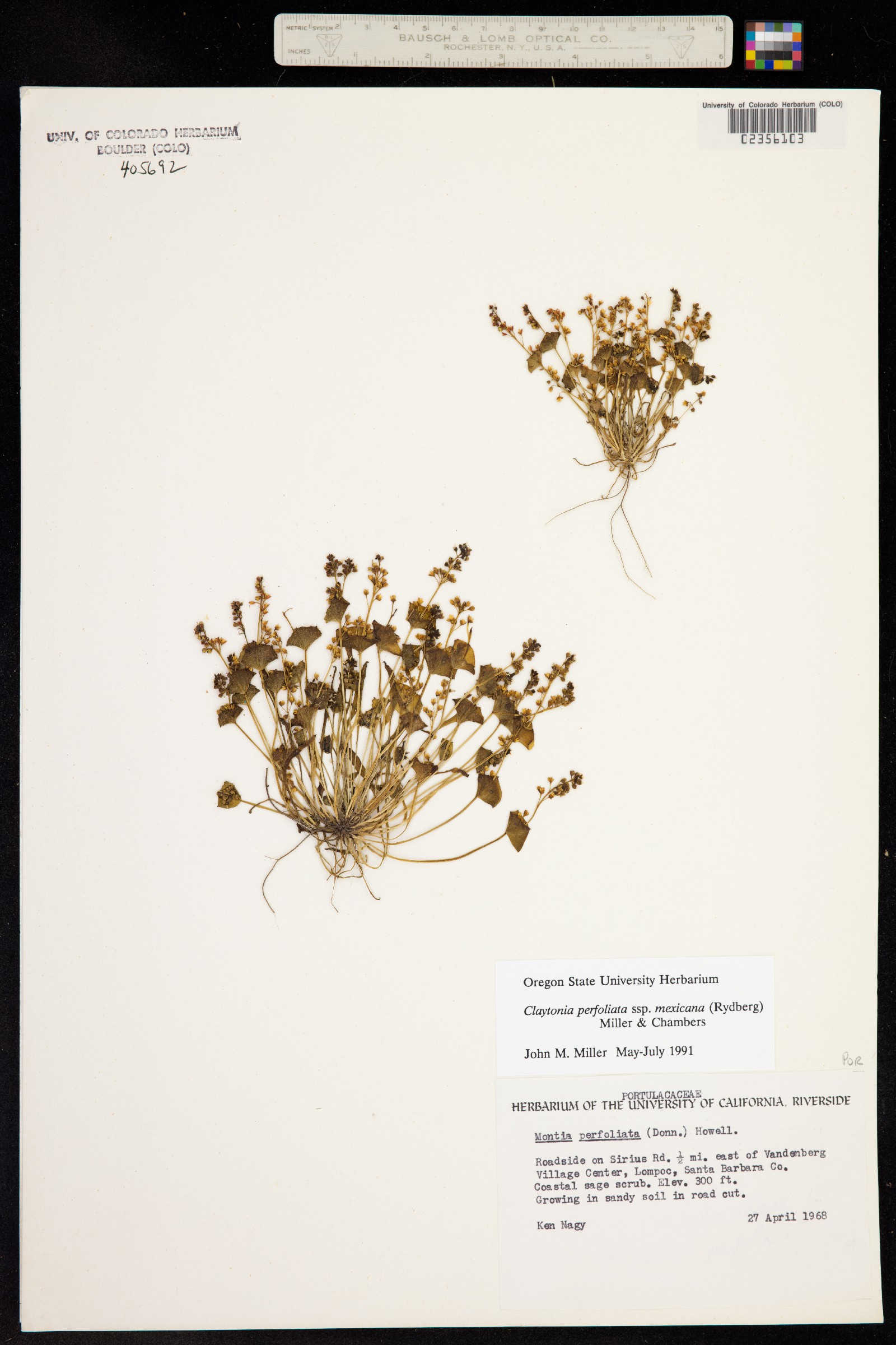 Claytonia perfoliata image