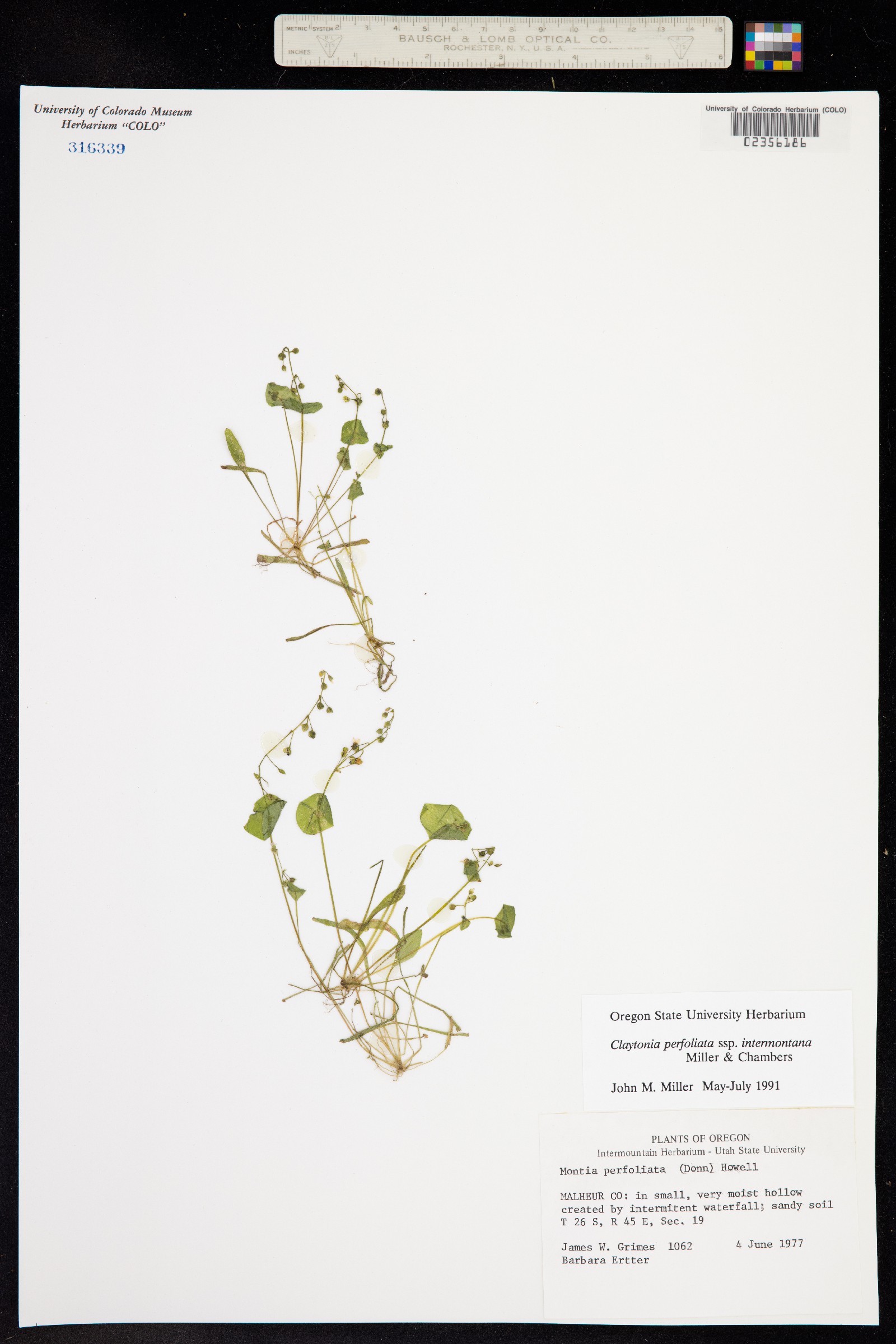 Claytonia perfoliata image