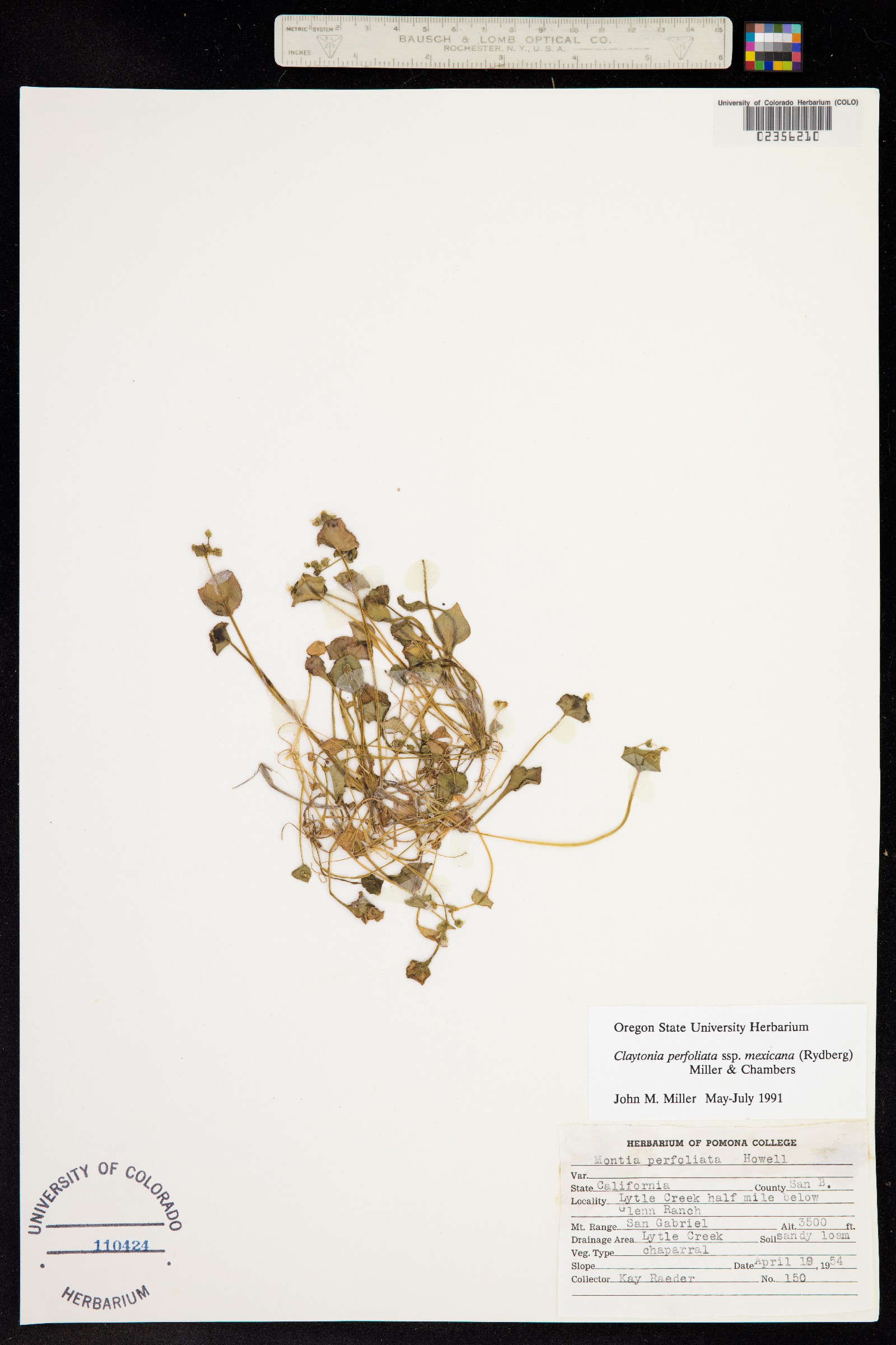 Portulacaceae image