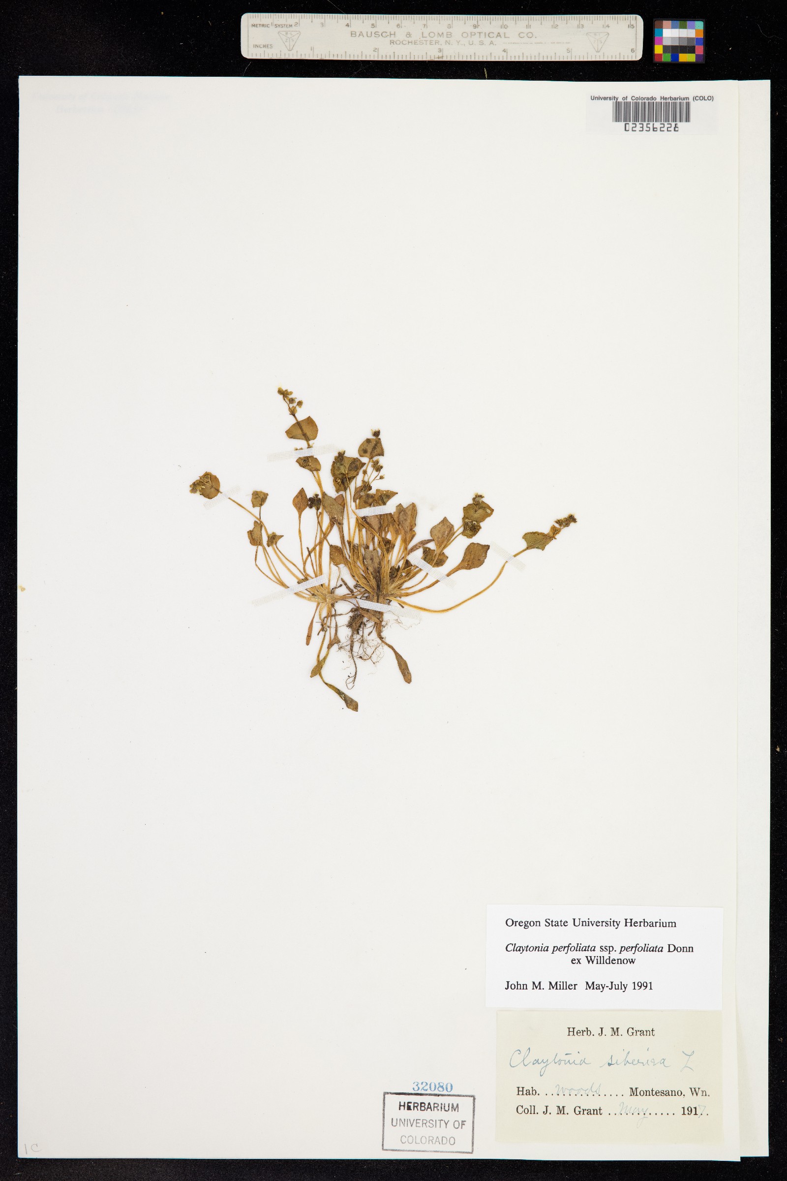 Claytonia perfoliata image