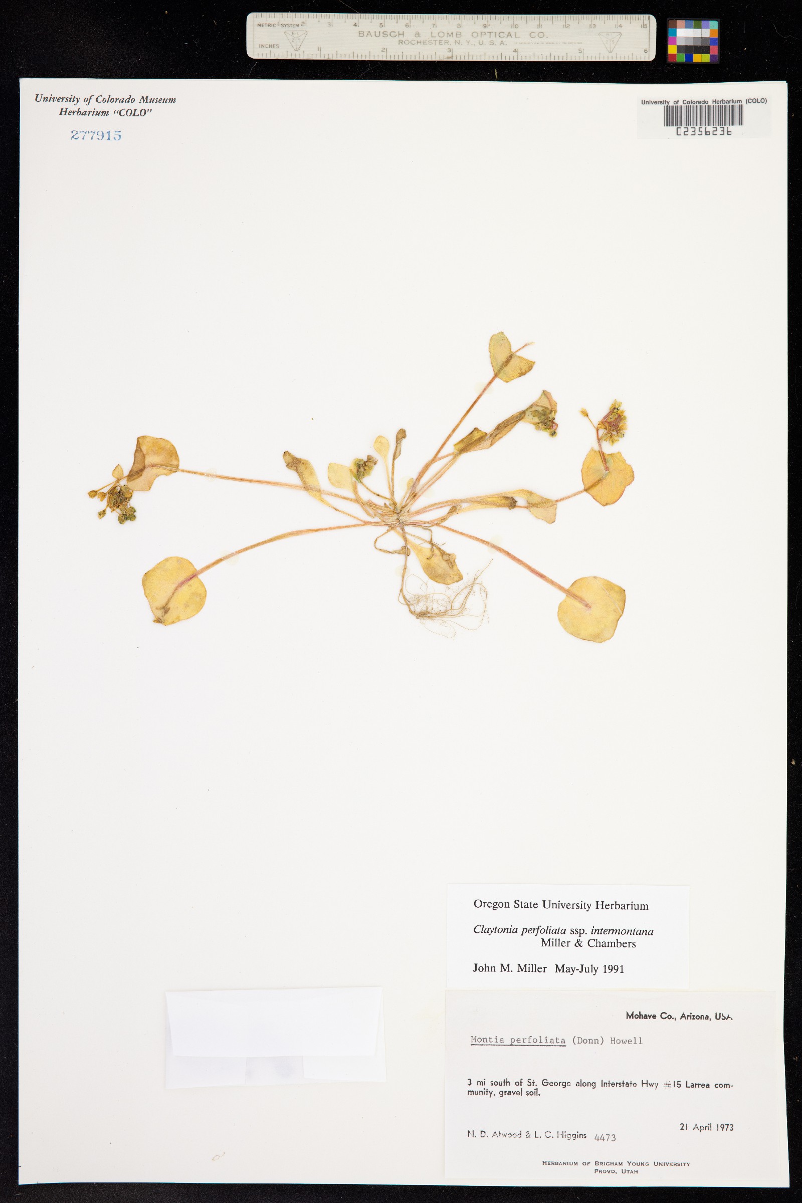 Claytonia perfoliata image