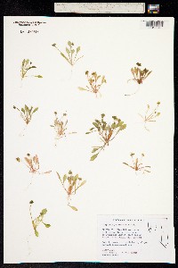 Claytonia perfoliata image
