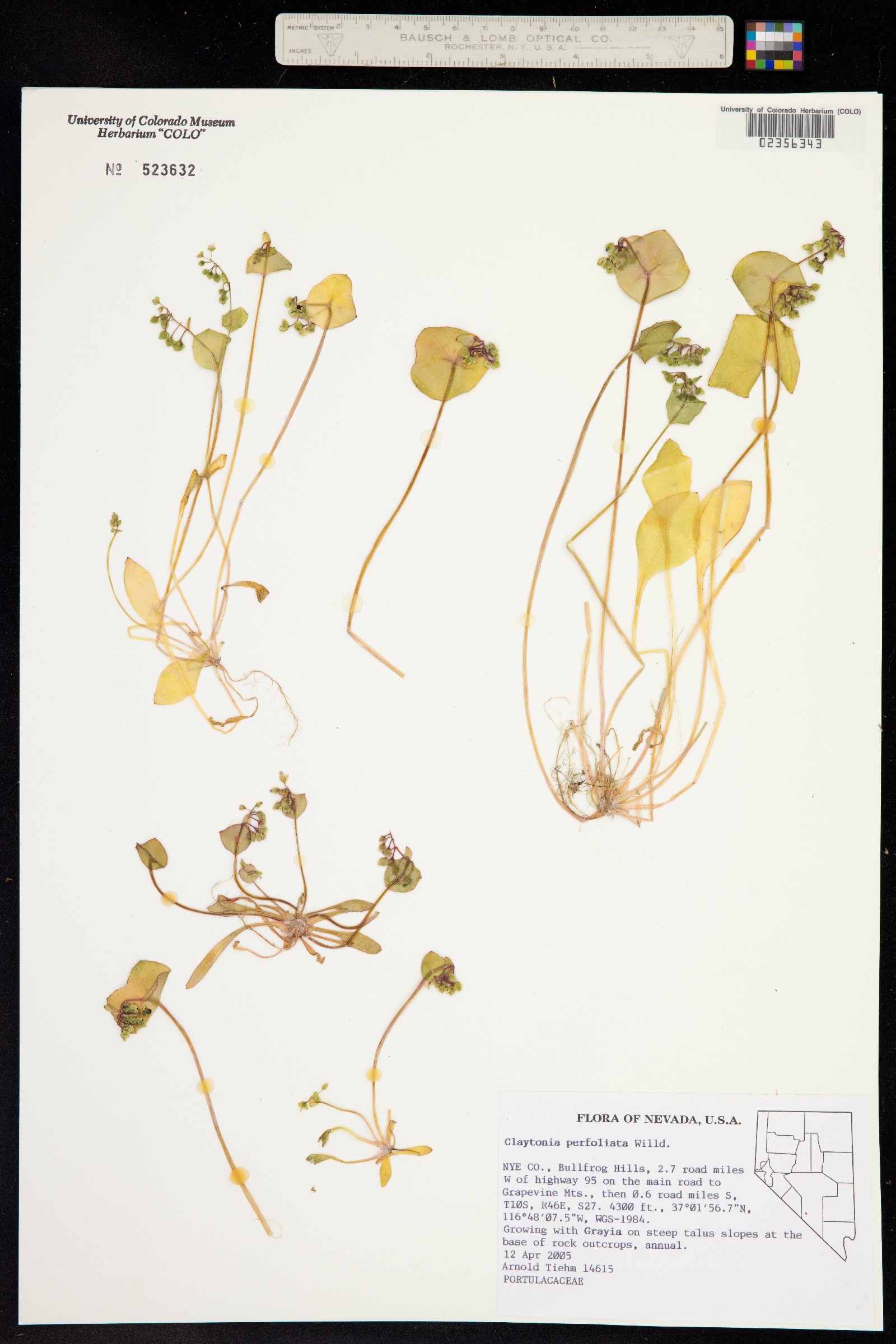 Portulacaceae image