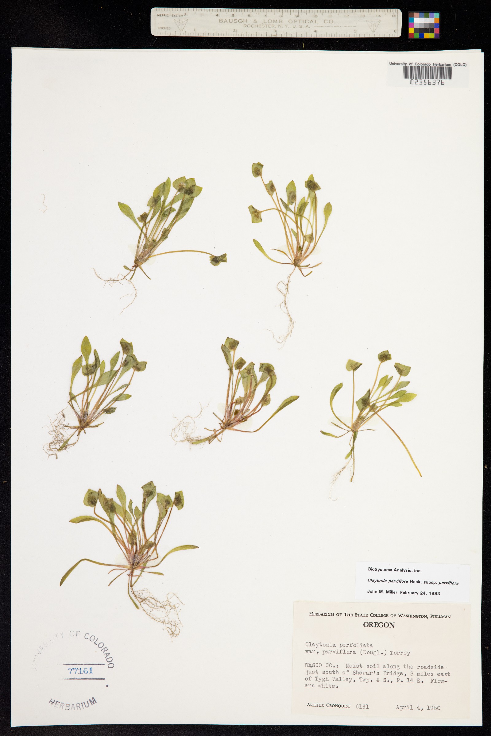 Claytonia parviflora image