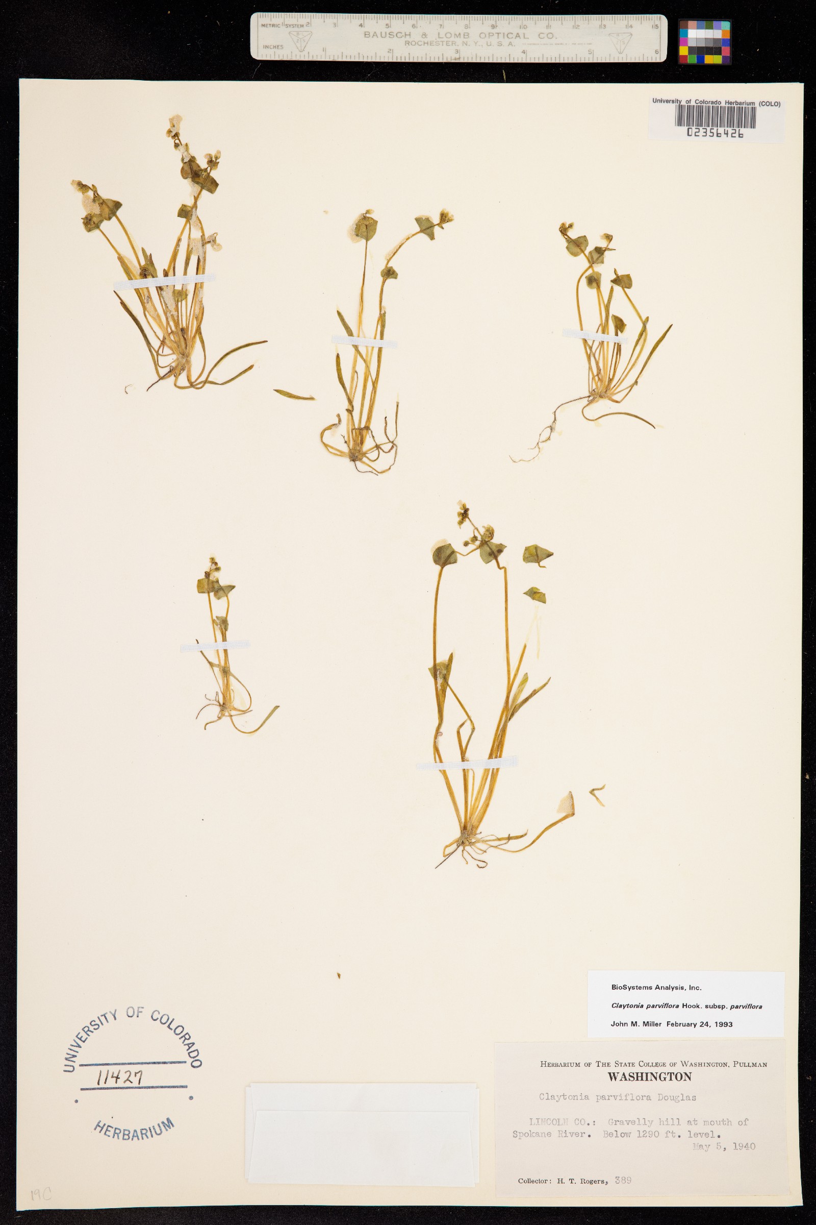 Claytonia parviflora image