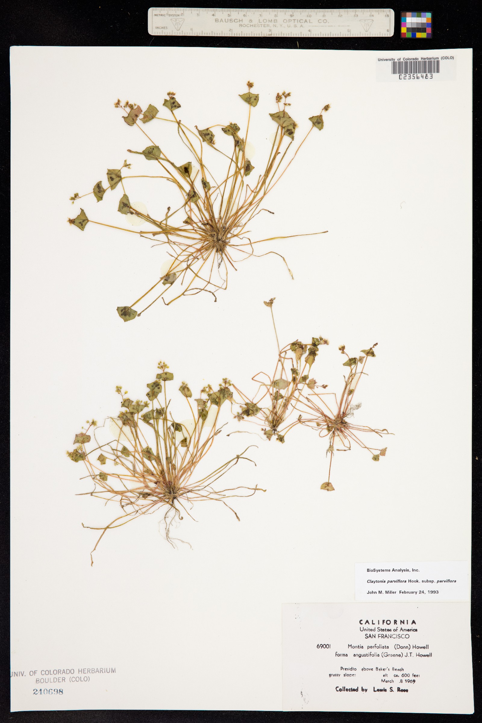 Claytonia parviflora image