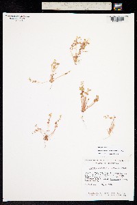 Image of Claytonia parviflora