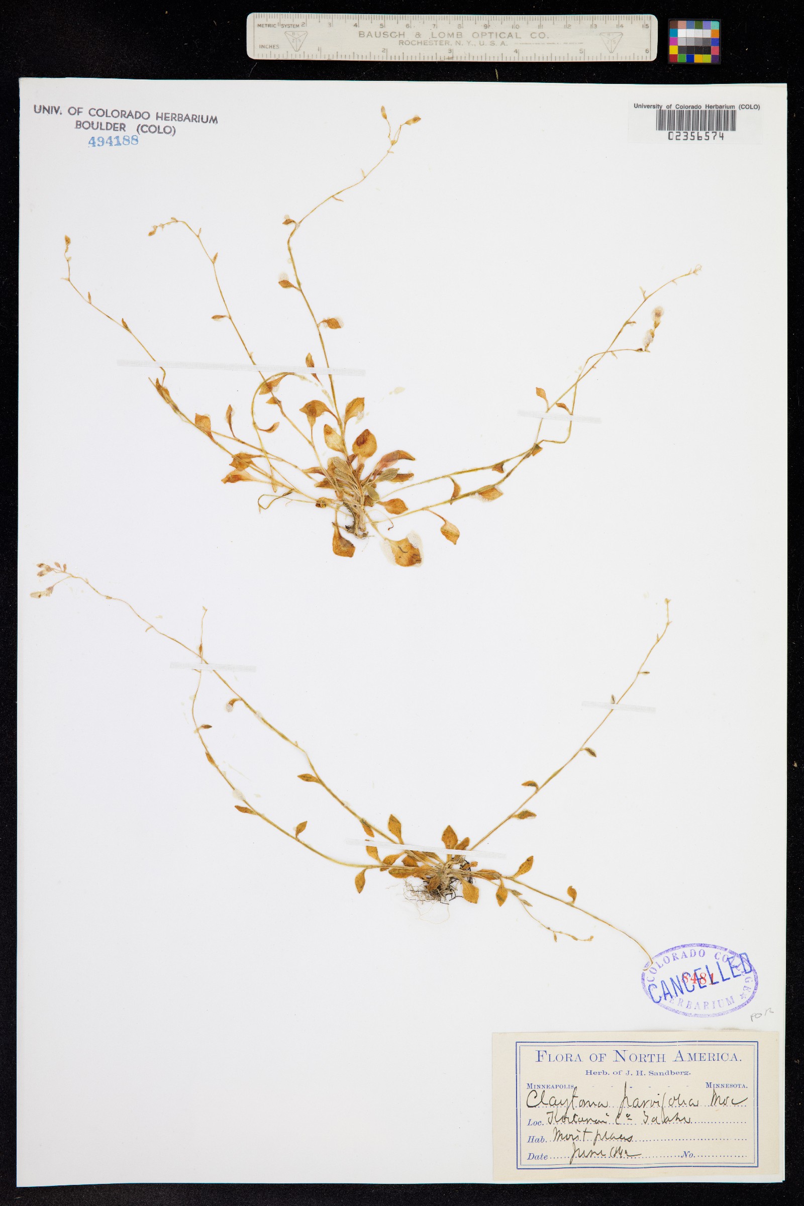 Claytonia parviflora image