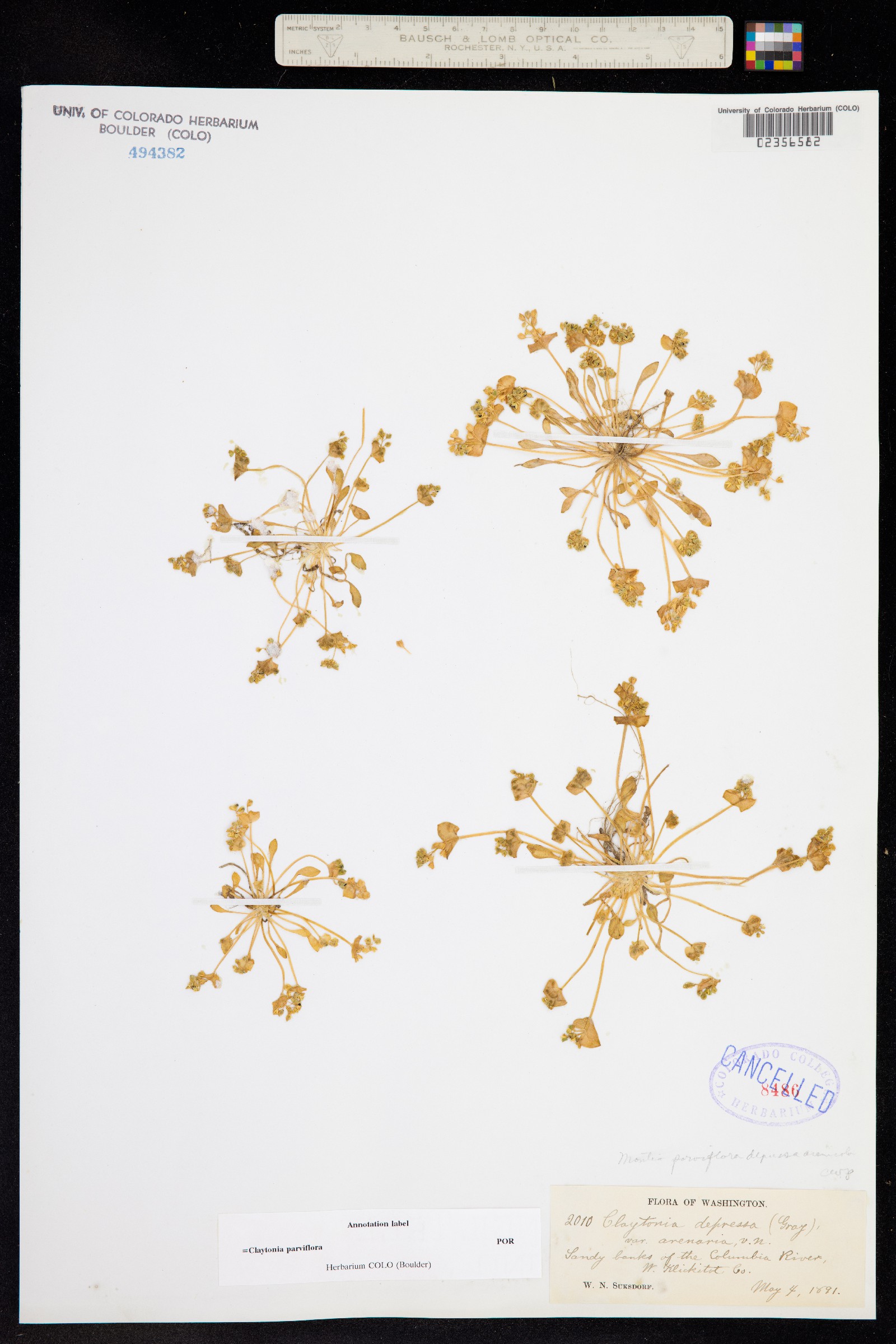 Claytonia parviflora image