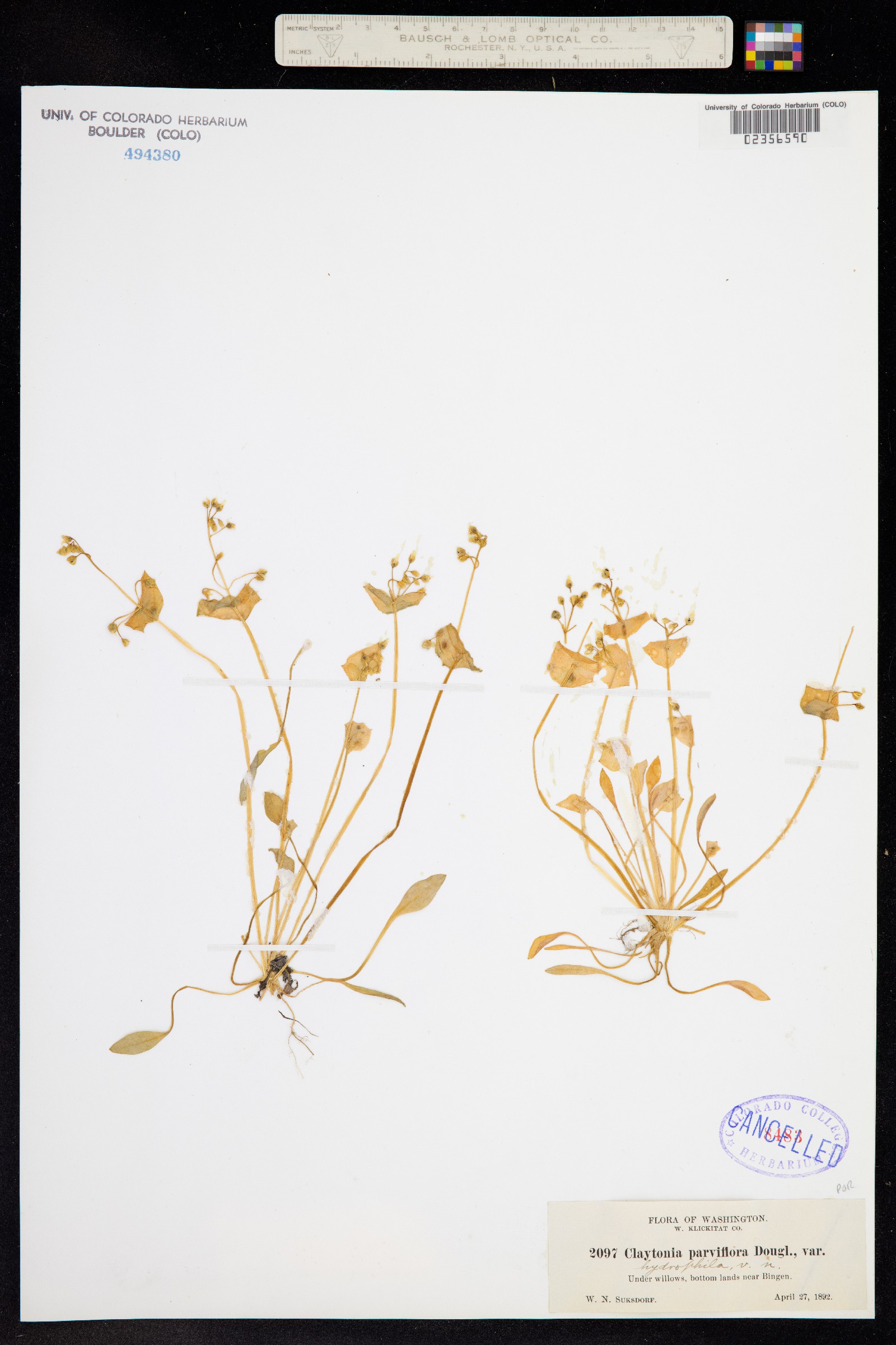 Claytonia parviflora image