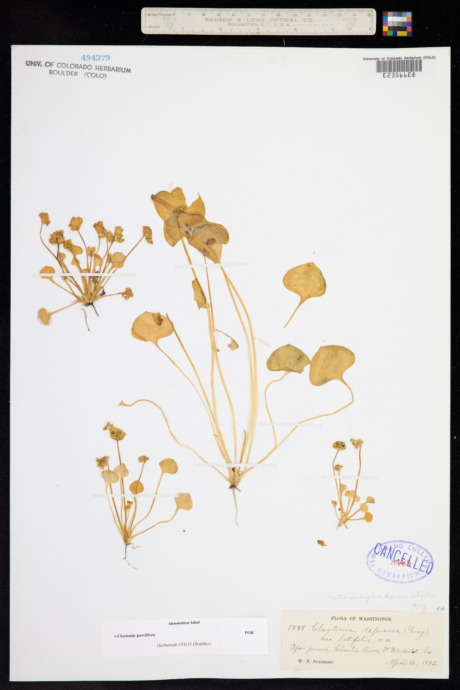 Claytonia parviflora image