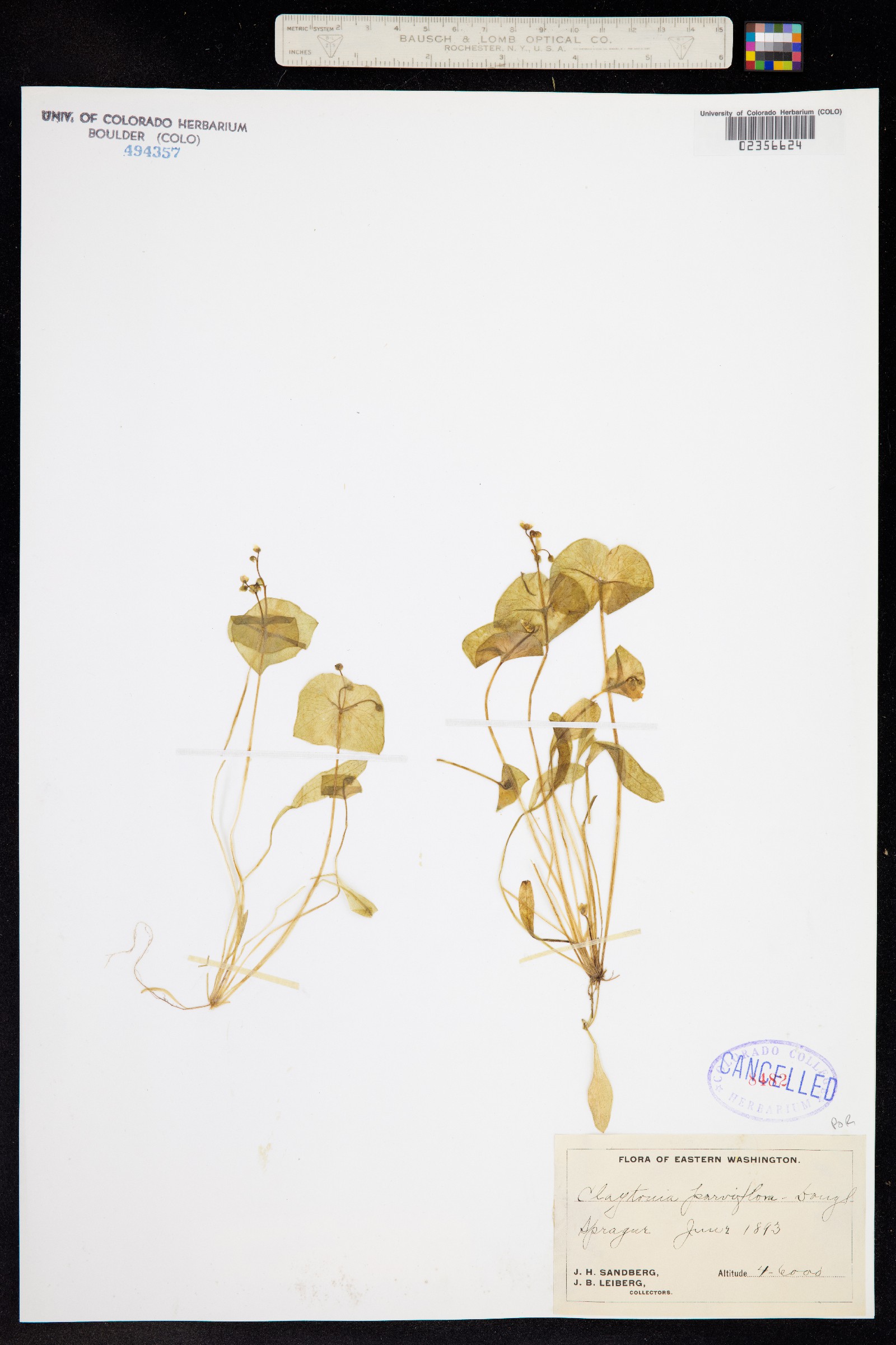 Claytonia parviflora image