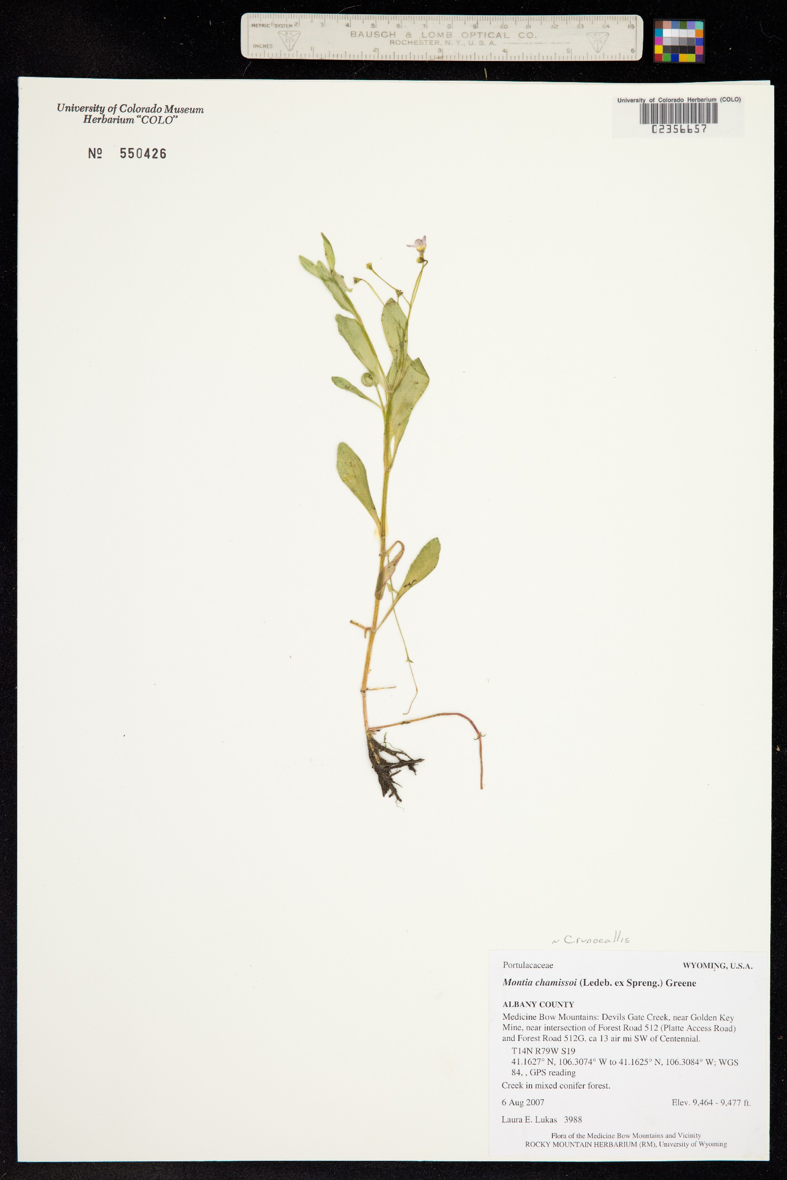 Montia chamissoi image