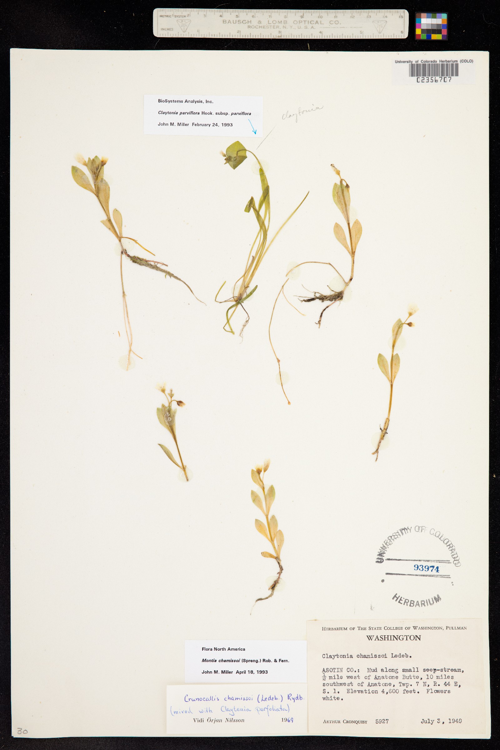 Montia chamissoi image
