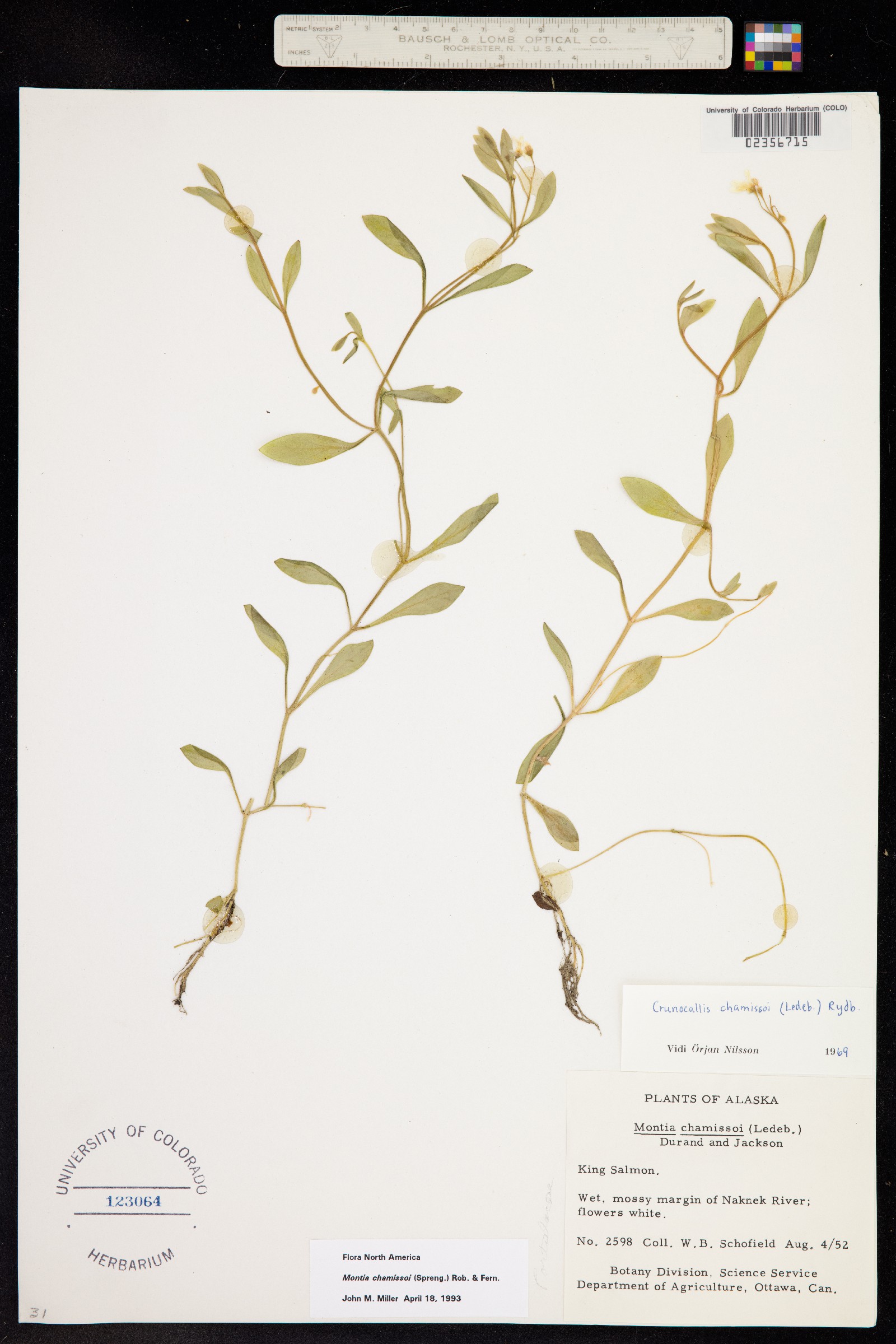 Montia chamissoi image