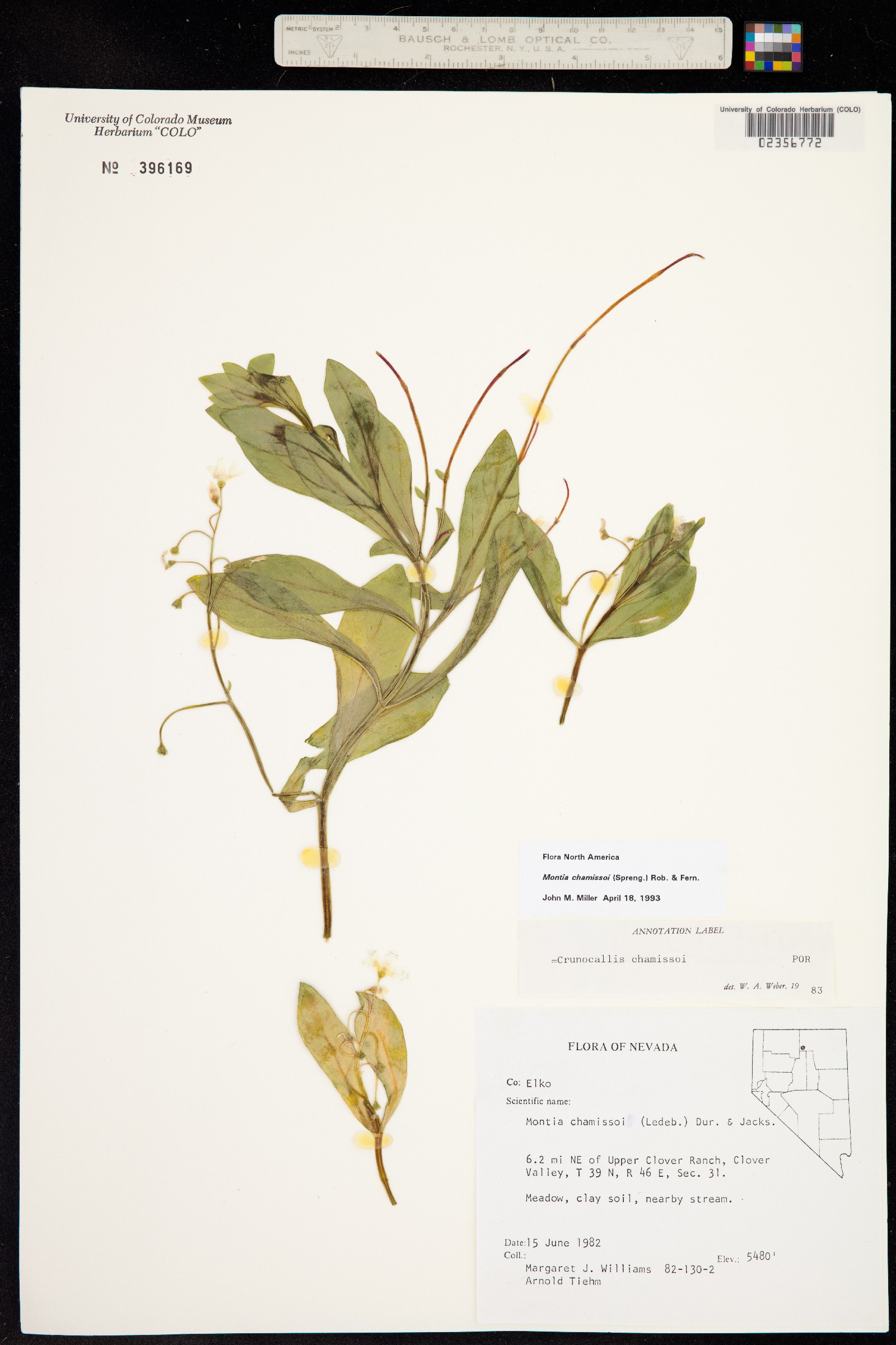 Montia chamissoi image