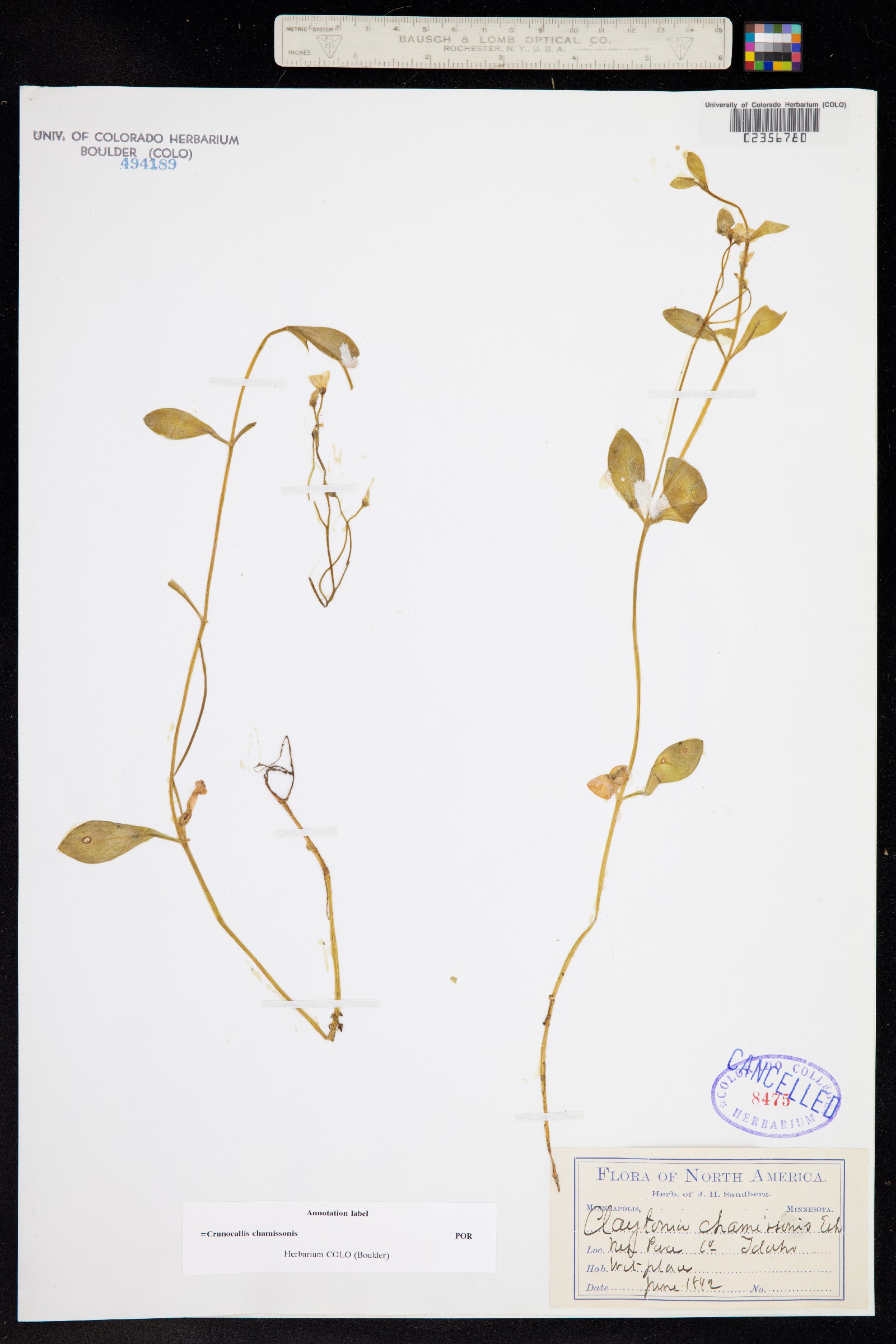 Montia chamissoi image