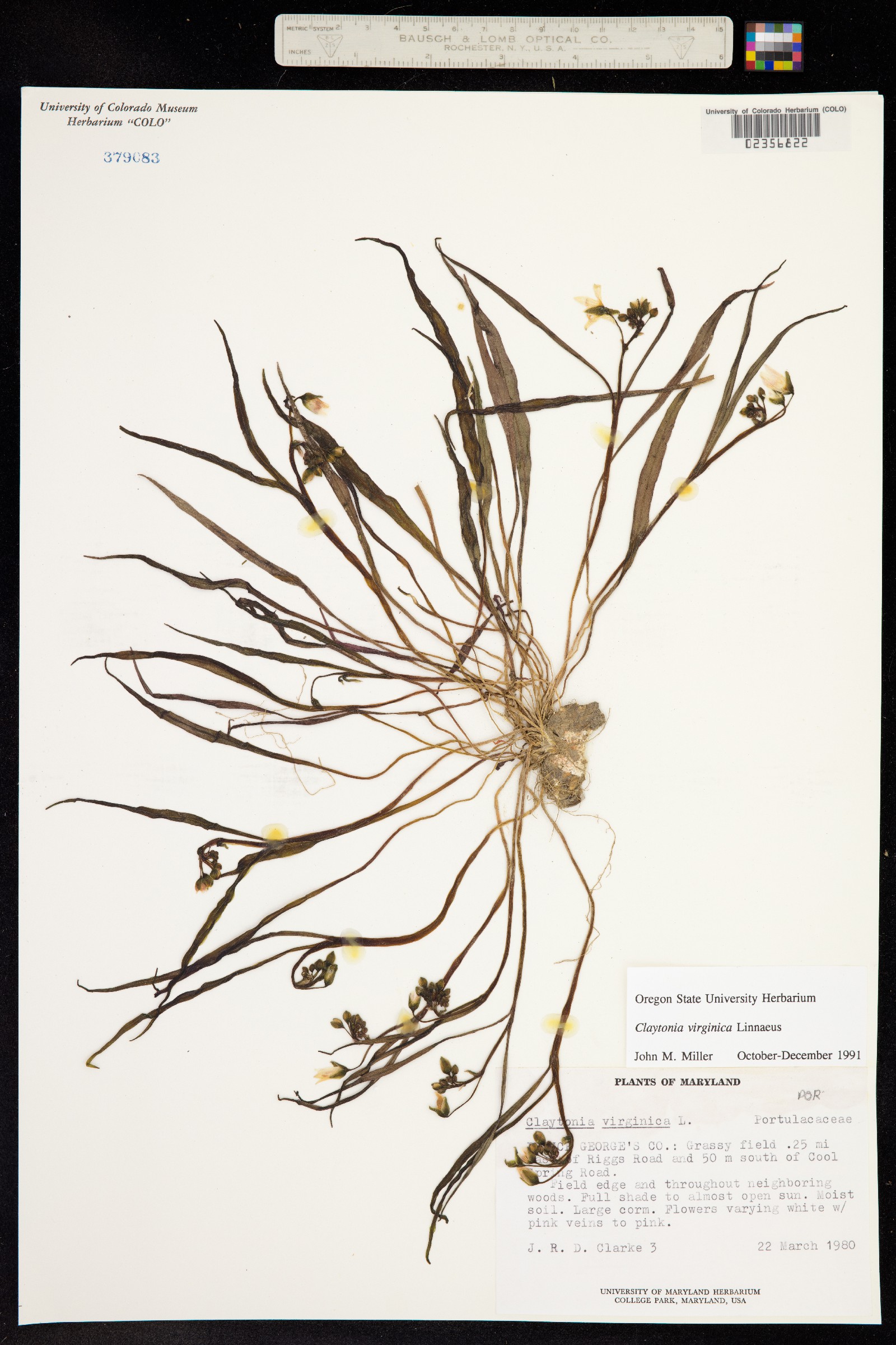 Claytonia virginica image