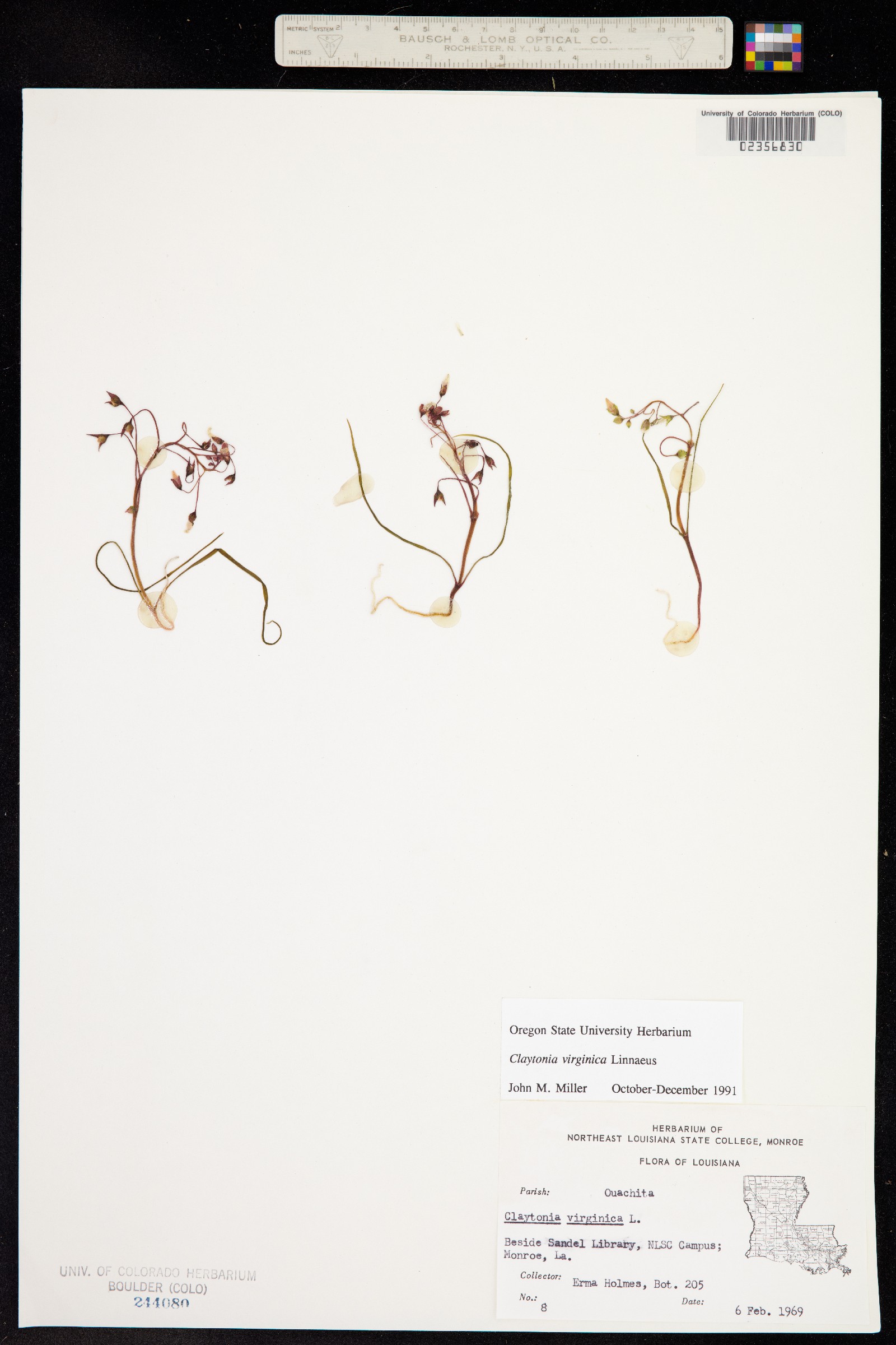 Claytonia virginica image