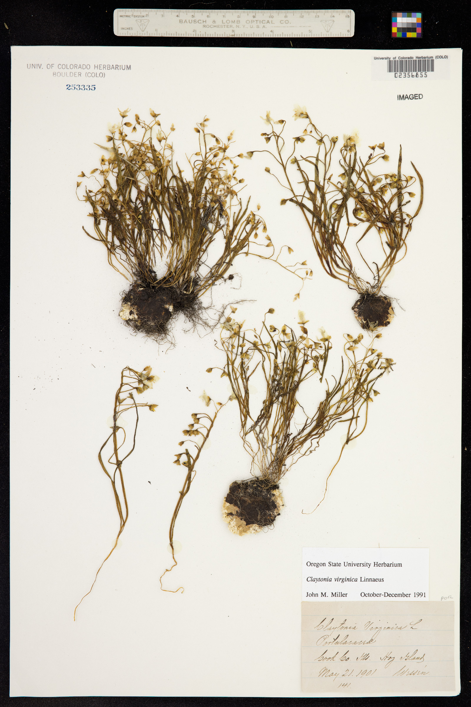 Claytonia image