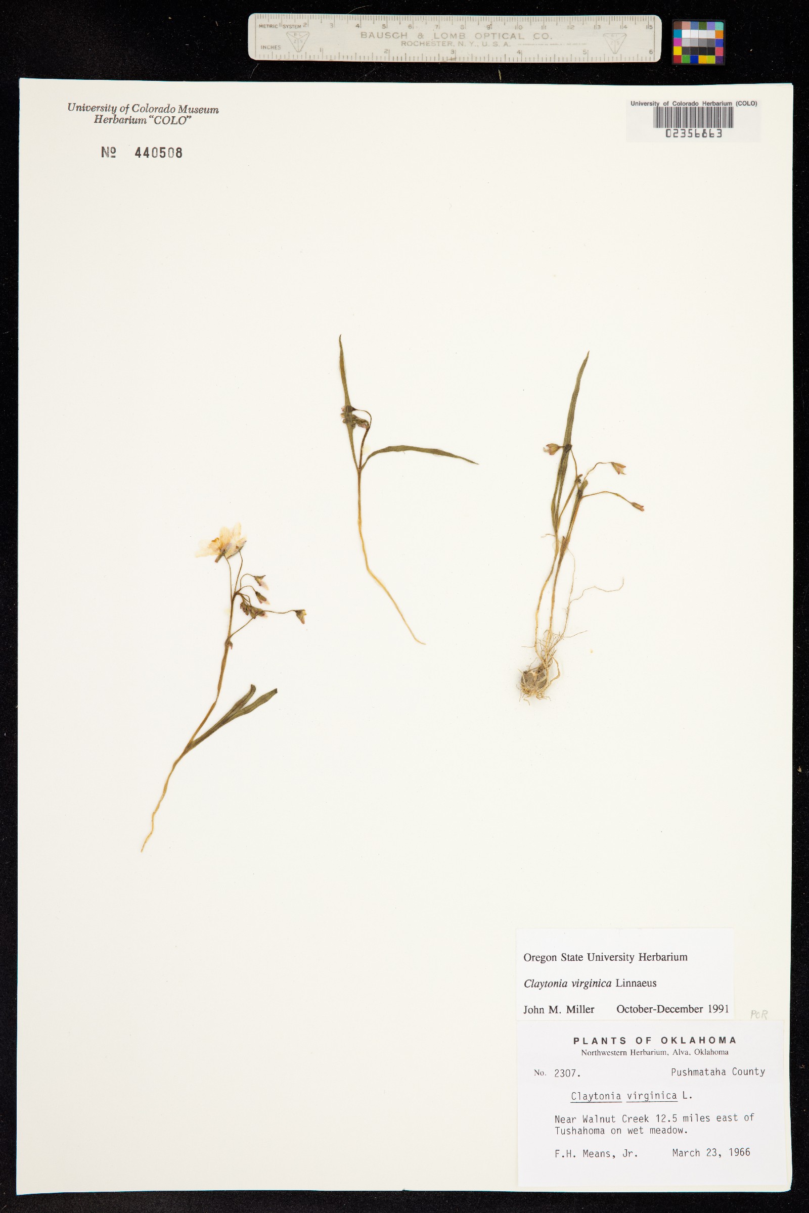 Claytonia virginica image