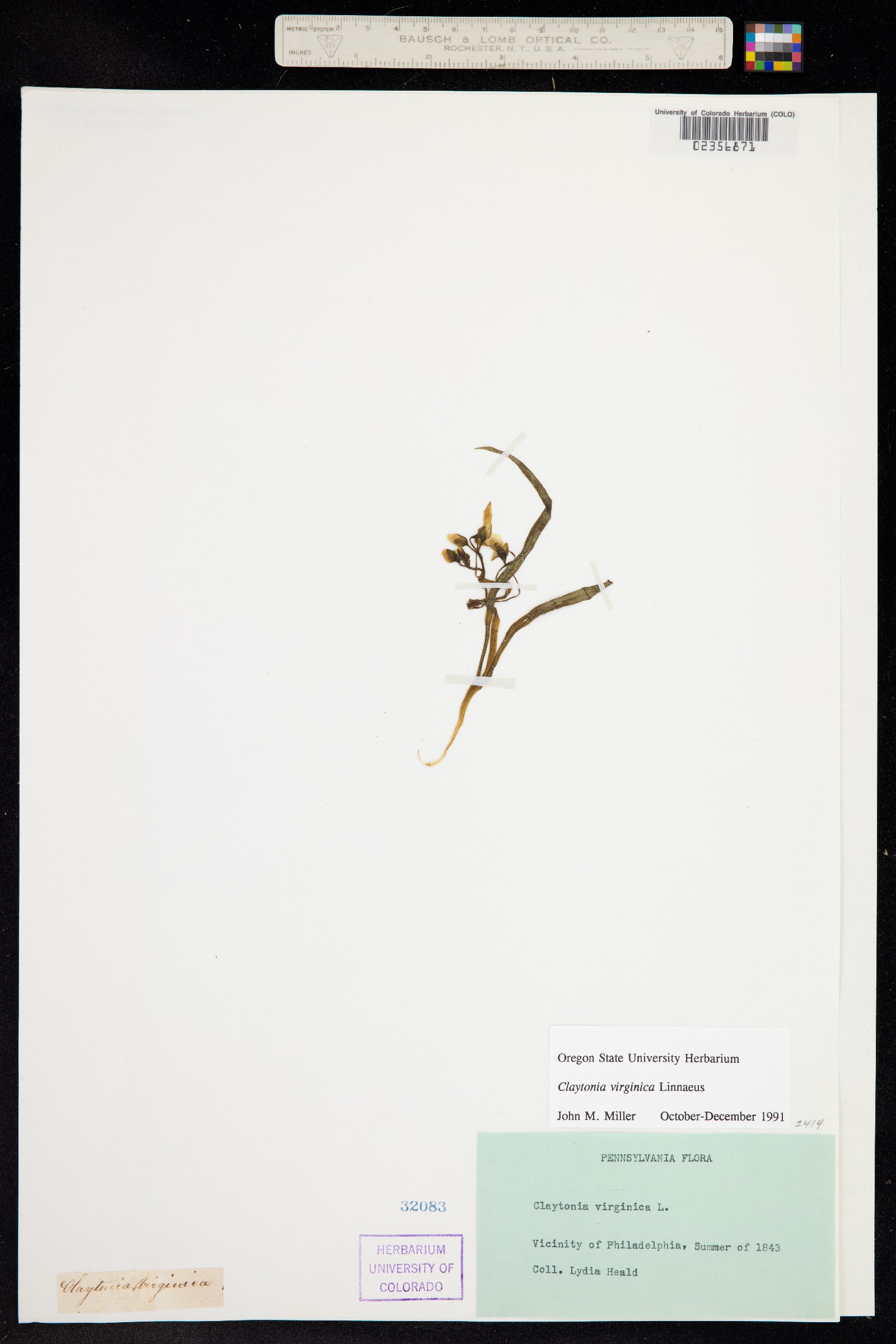 Claytonia virginica image