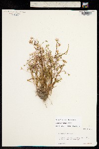 Image of Claytonia virginica