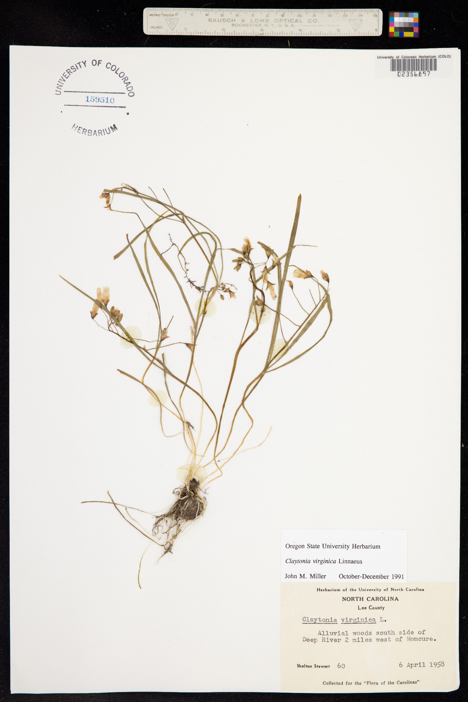 Claytonia virginica image