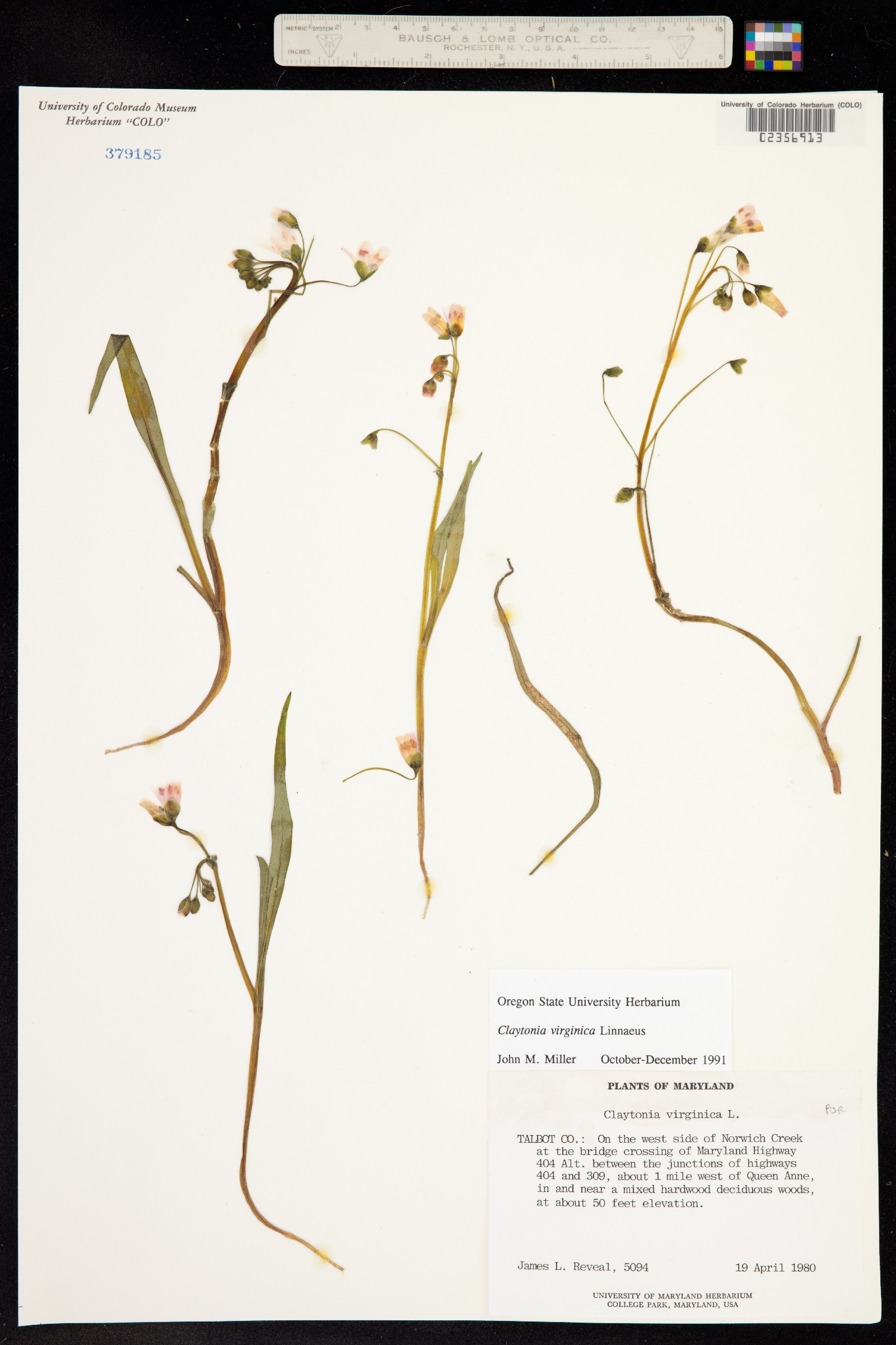 Claytonia virginica image
